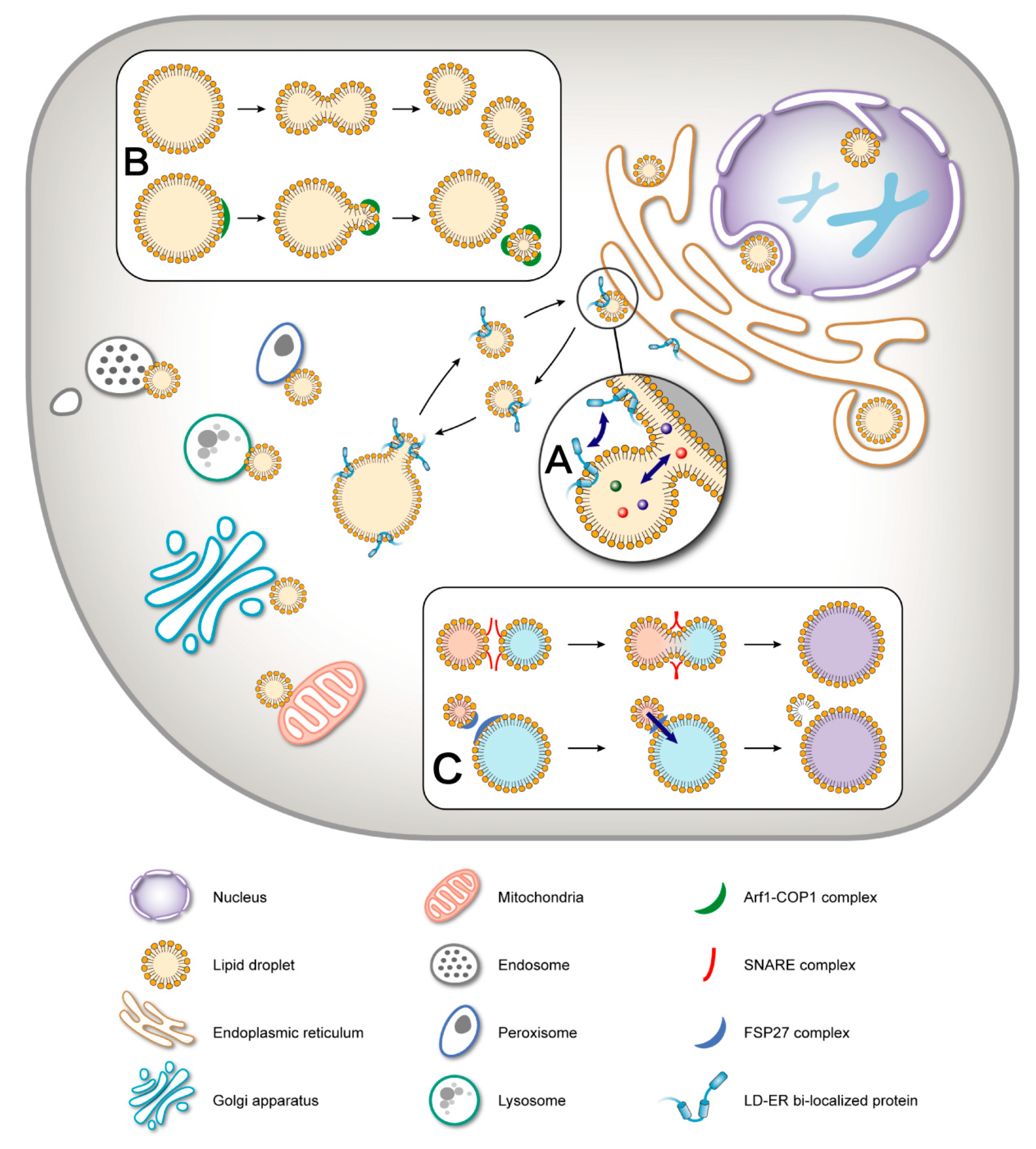 Cells 08 00249 g001 Cells 08 00249 g001