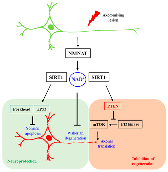 Why is NMNAT Protective against Neuronal Cell Death and Axon