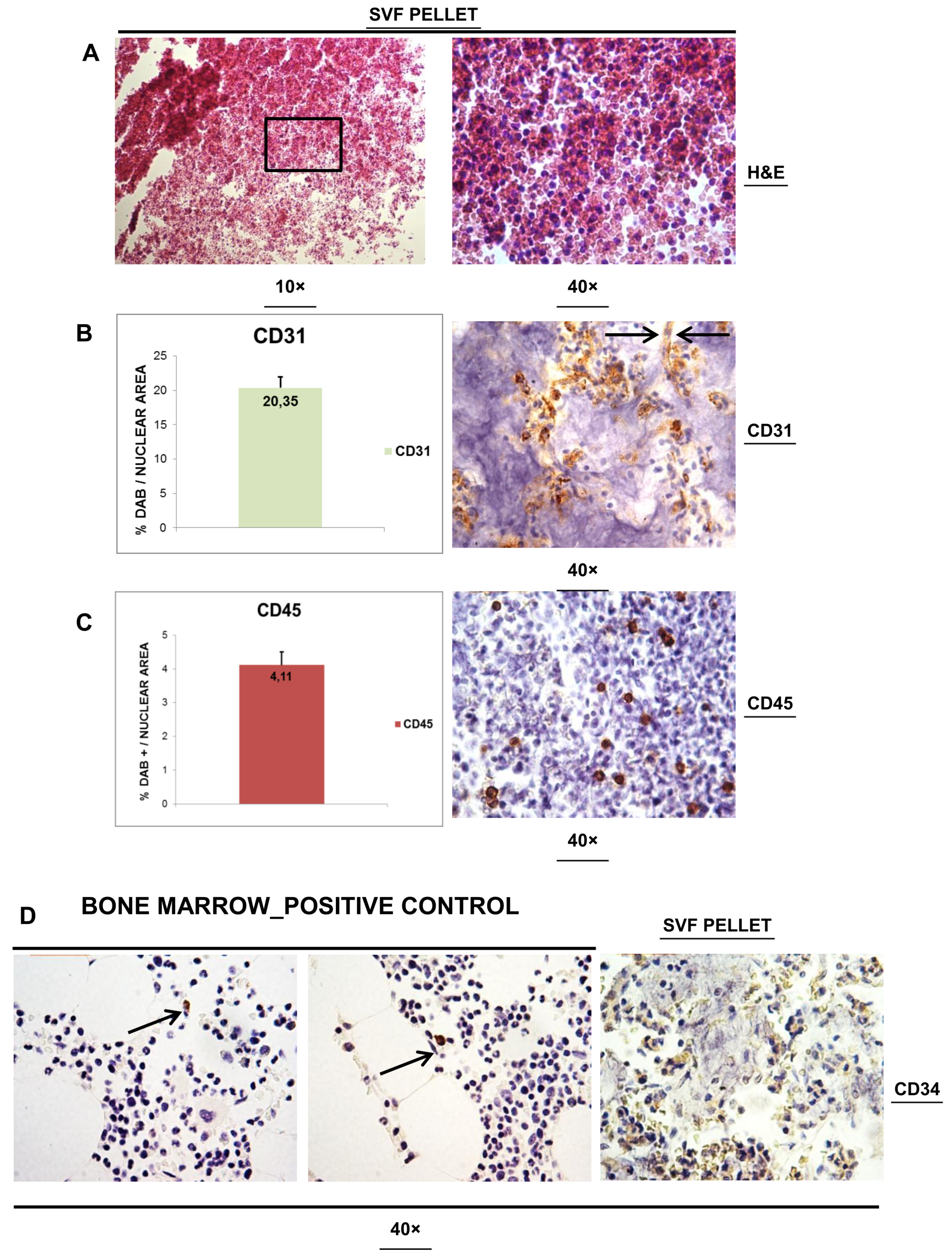 Cells 08 00282 g003 Cells 08 00282 g003