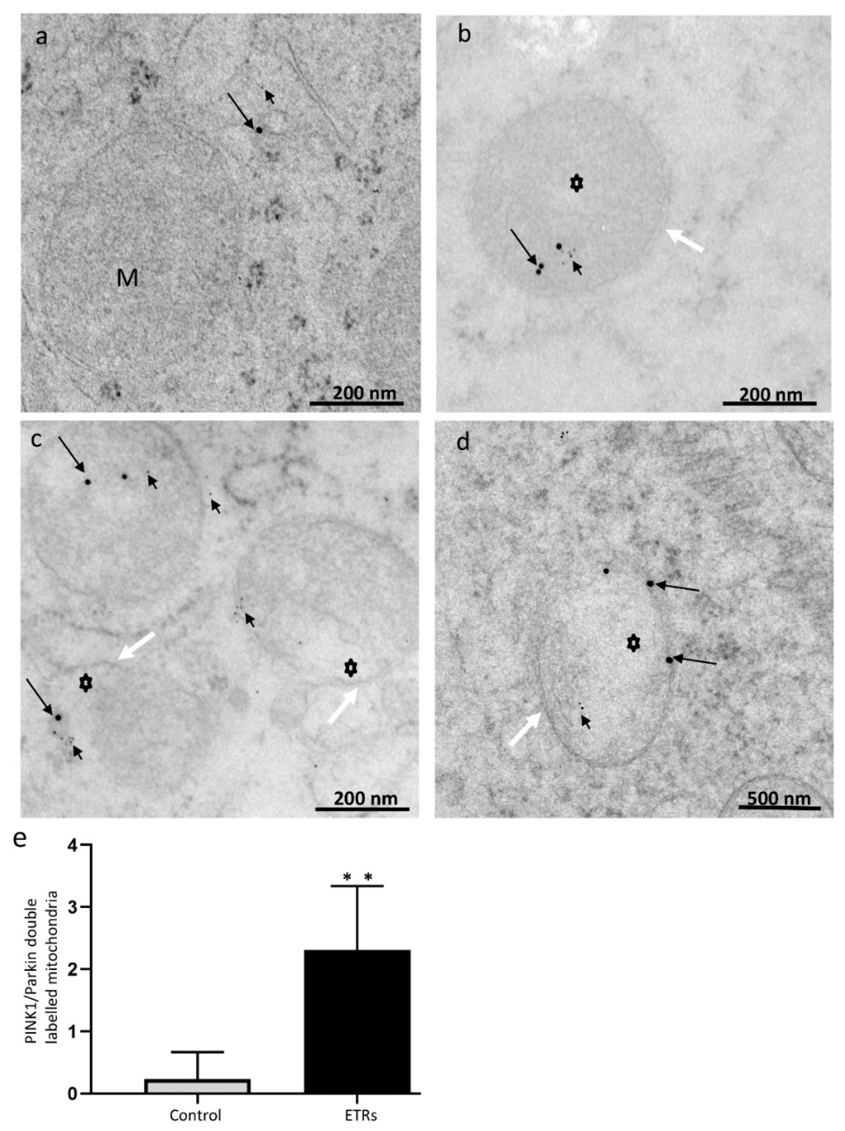 Cells 08 00283 g006 Cells 08 00283 g006