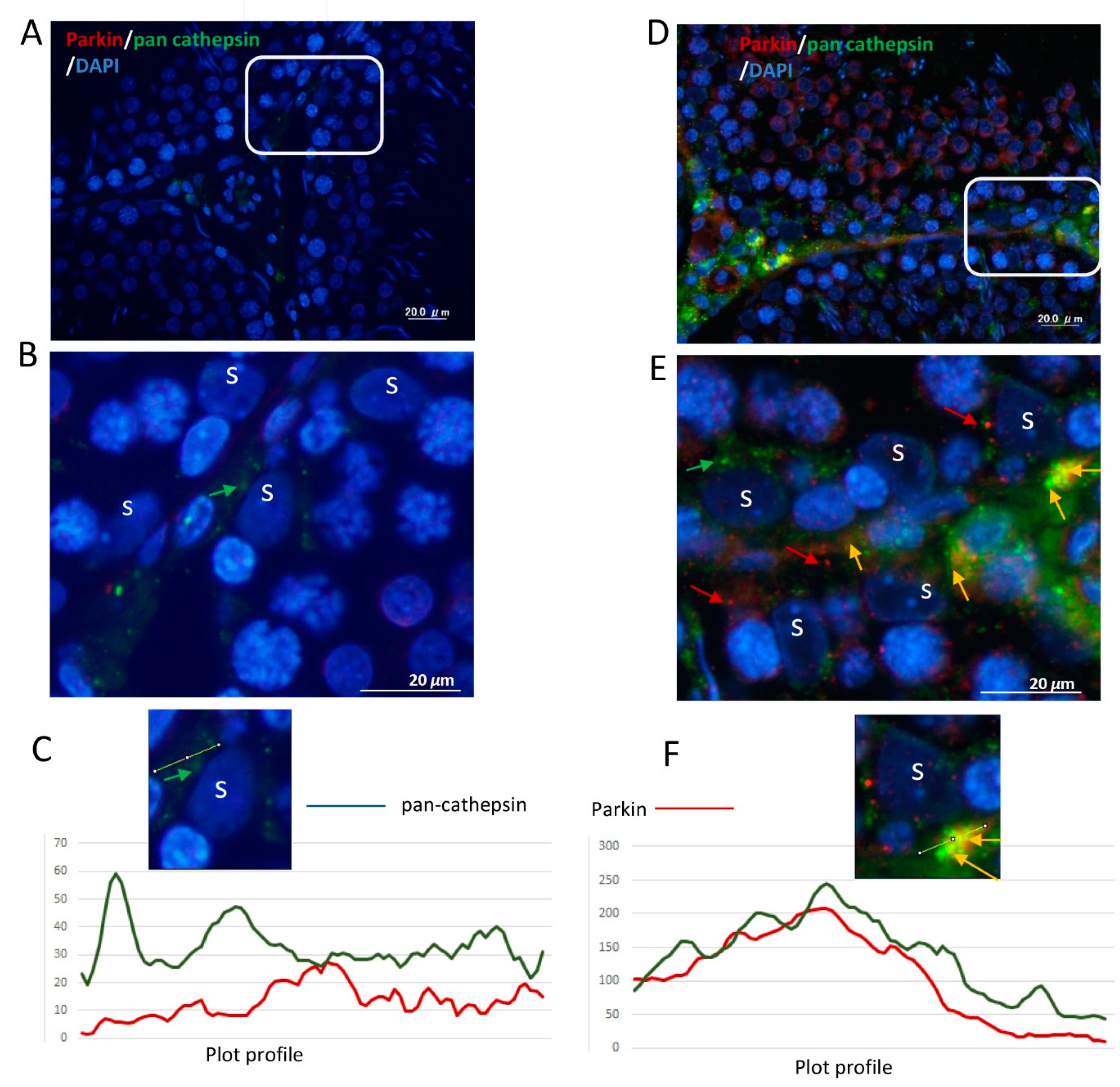 Cells 08 00283 g007 Cells 08 00283 g007