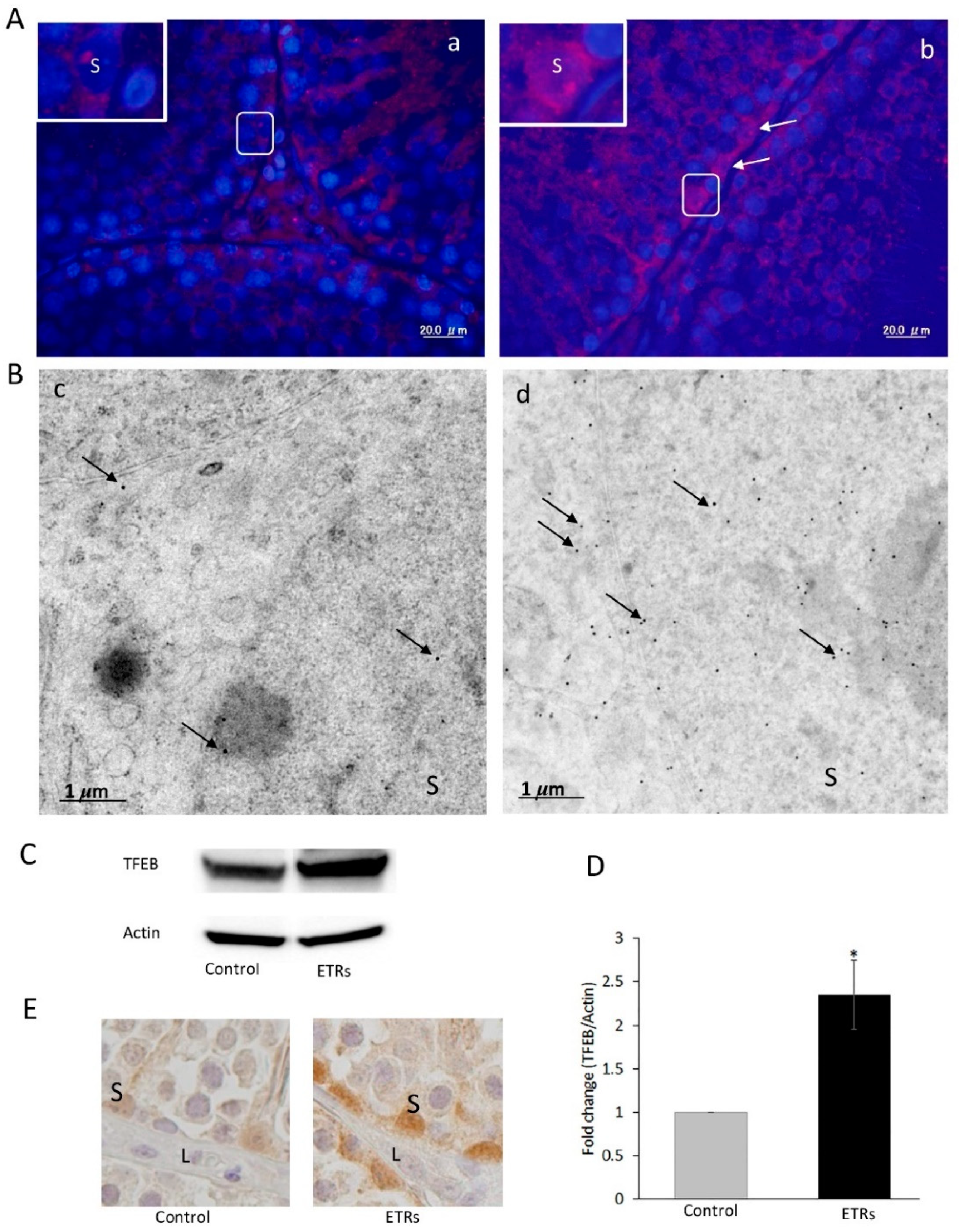 Cells 08 00283 g008 Cells 08 00283 g008