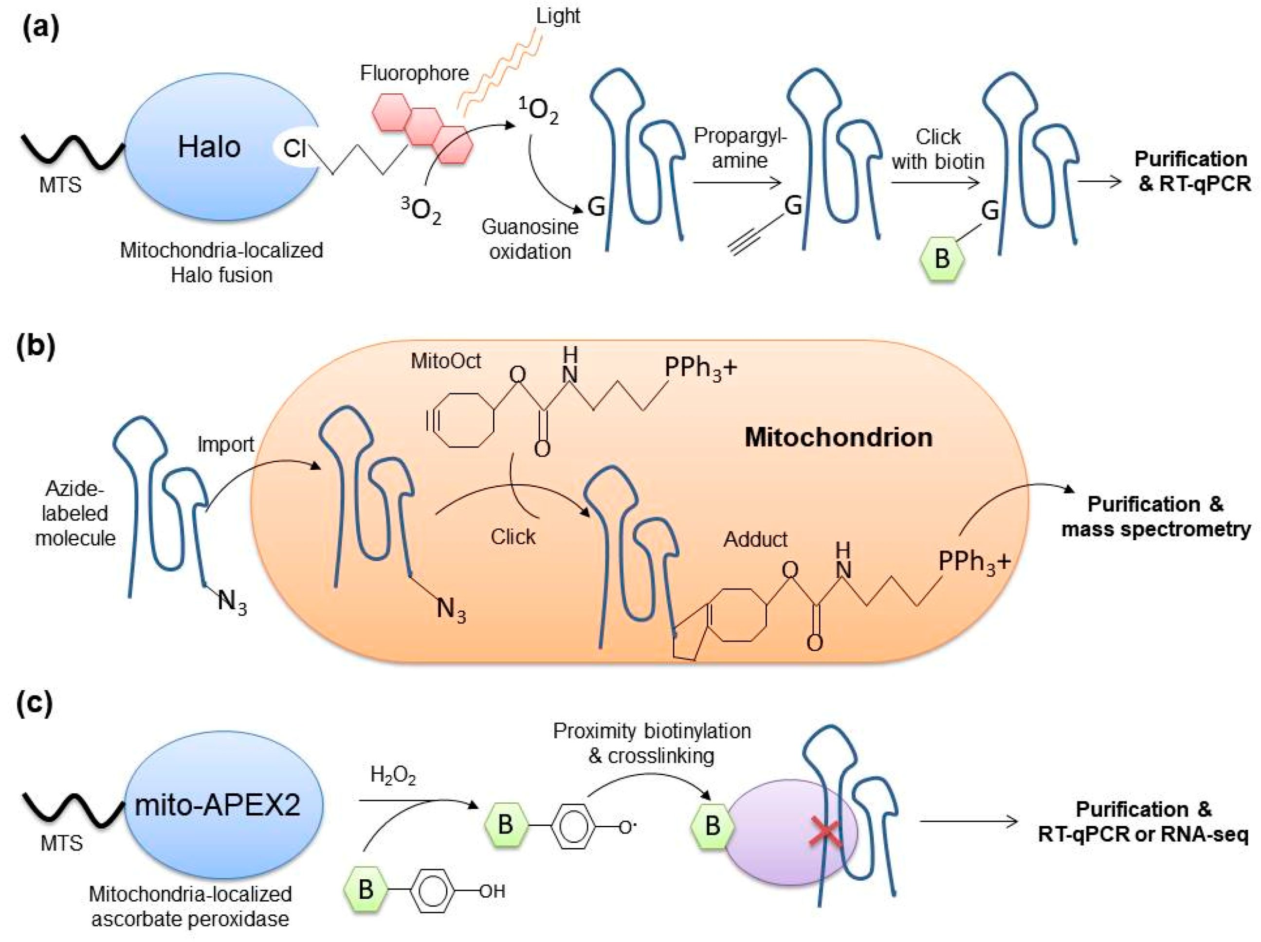 Cells 08 00286 g007 Cells 08 00286 g007
