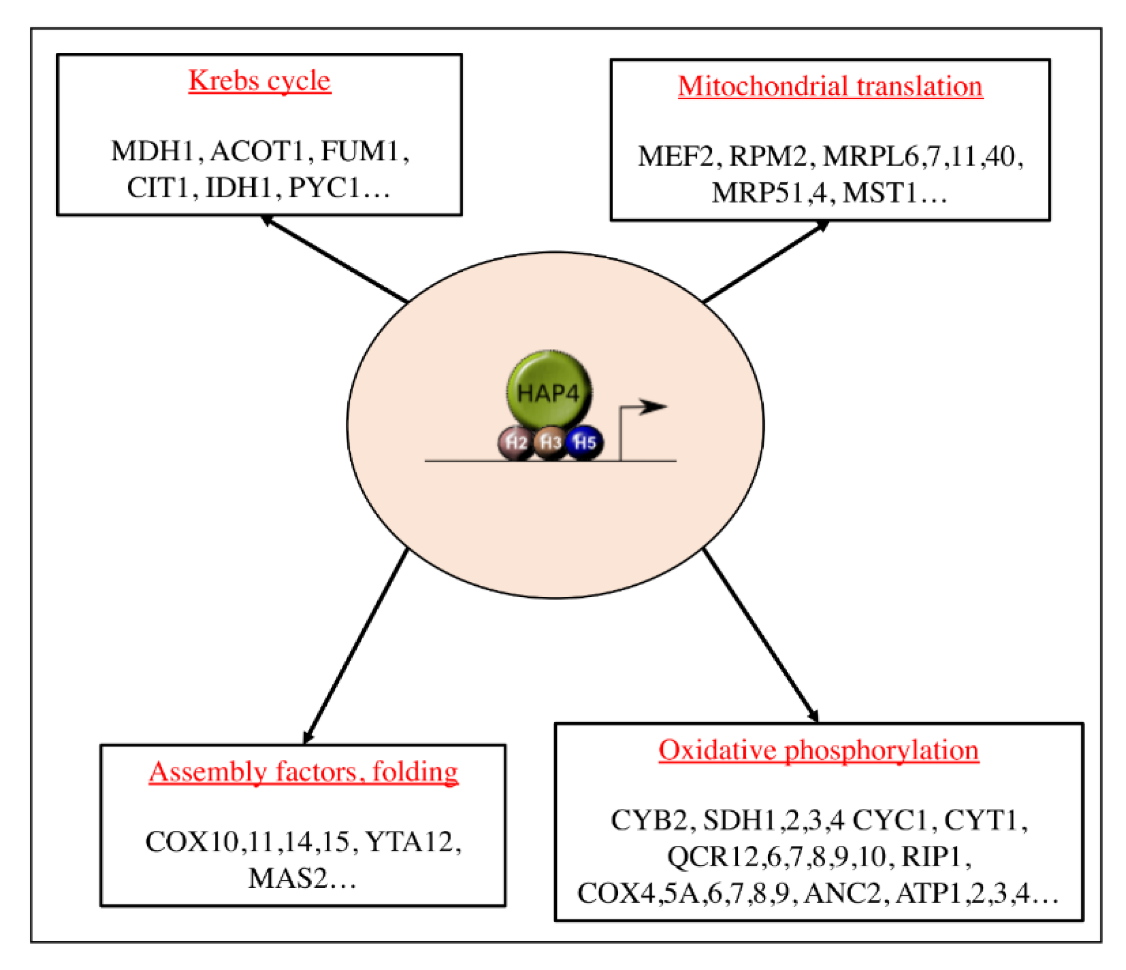 Cells 08 00287 g002 Cells 08 00287 g002