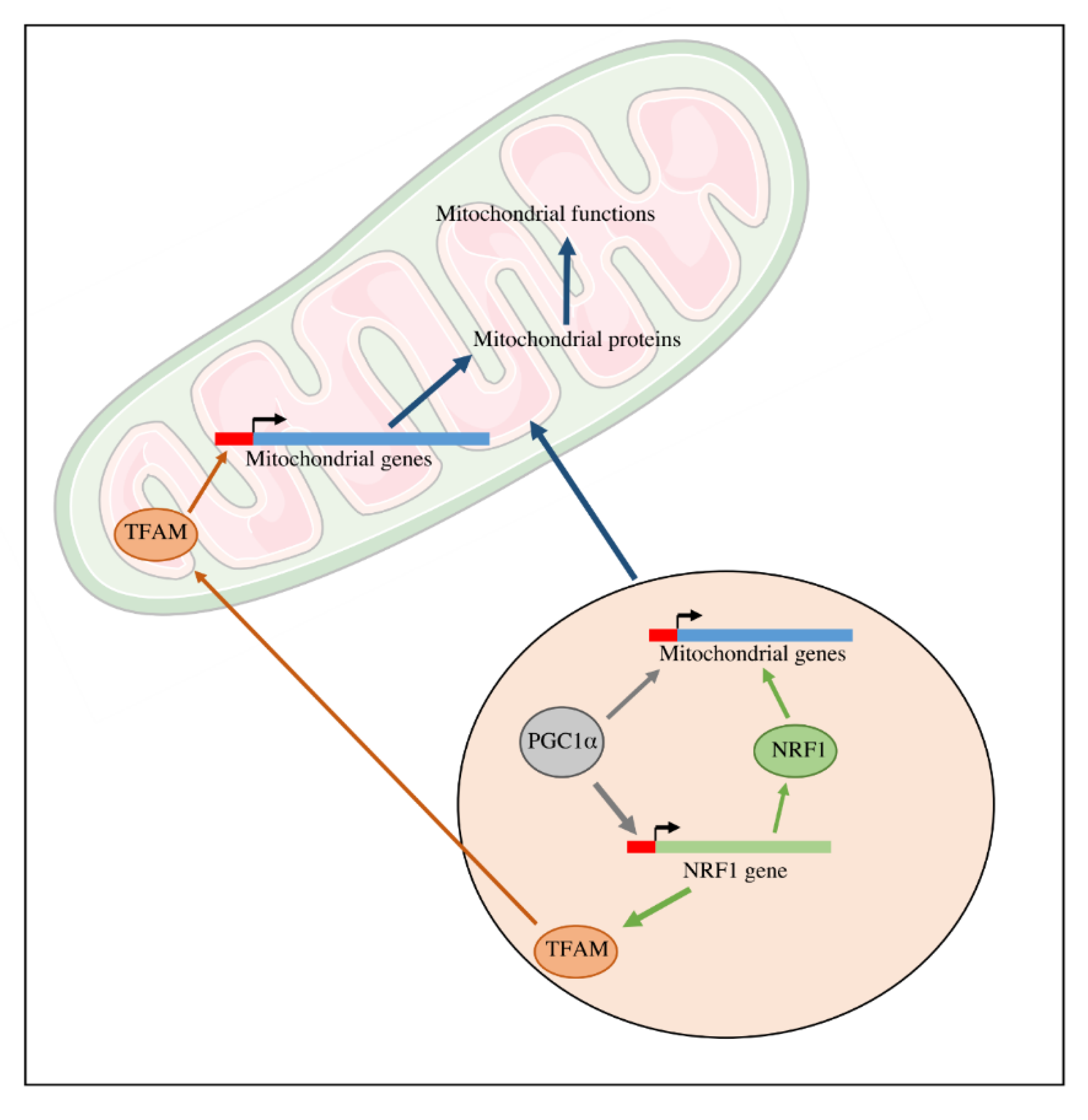 Cells | Free Full-Text | Mitochondrial Biogenesis and Mitochondrial