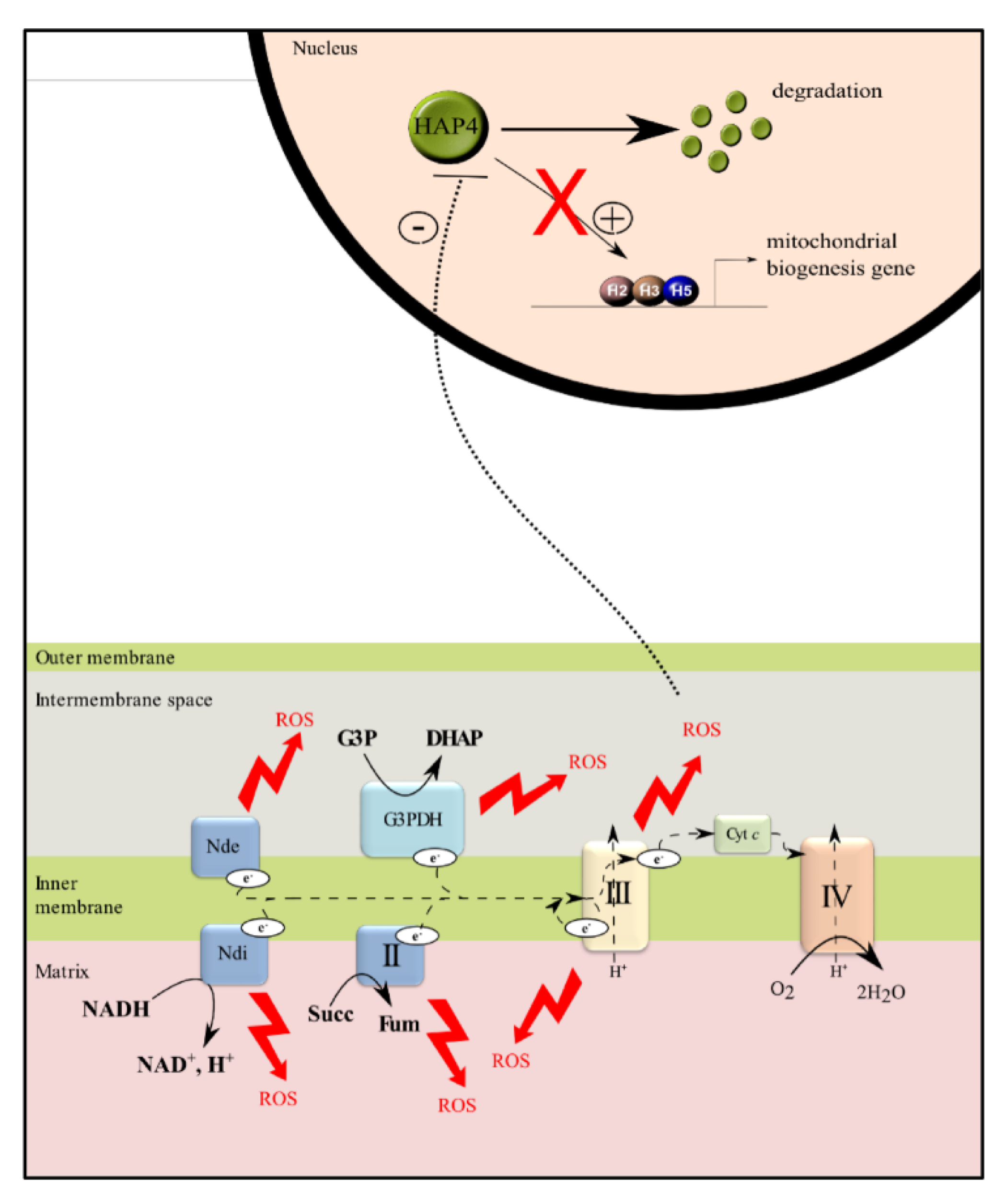 Cells | Free Full-Text | Mitochondrial Biogenesis and Mitochondrial