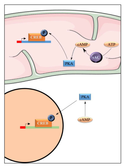 Mitochondrial Biogenesis and Mitochondrial Reactive Oxygen Species (ROS ...