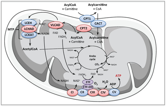 Cells Free Full Text Mitochondrial Genetic Disorders Cell Signaling And Pharmacological Therapies Html