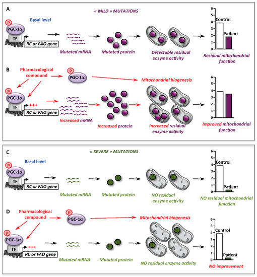 Mitochondrial Genetic Disorders: Cell Signaling and