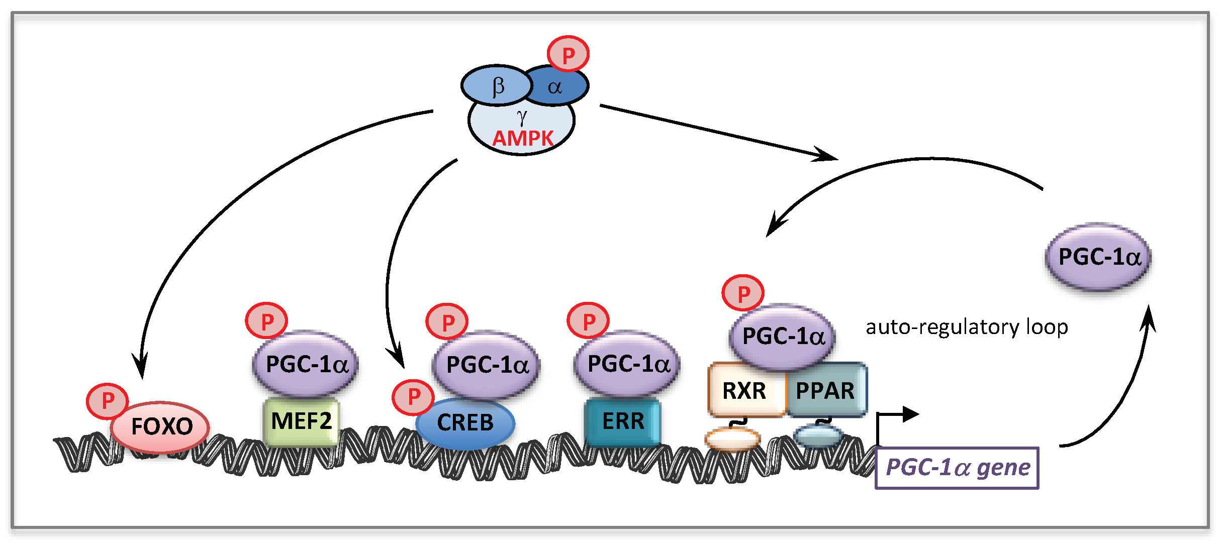 Cells 08 00289 g009 550