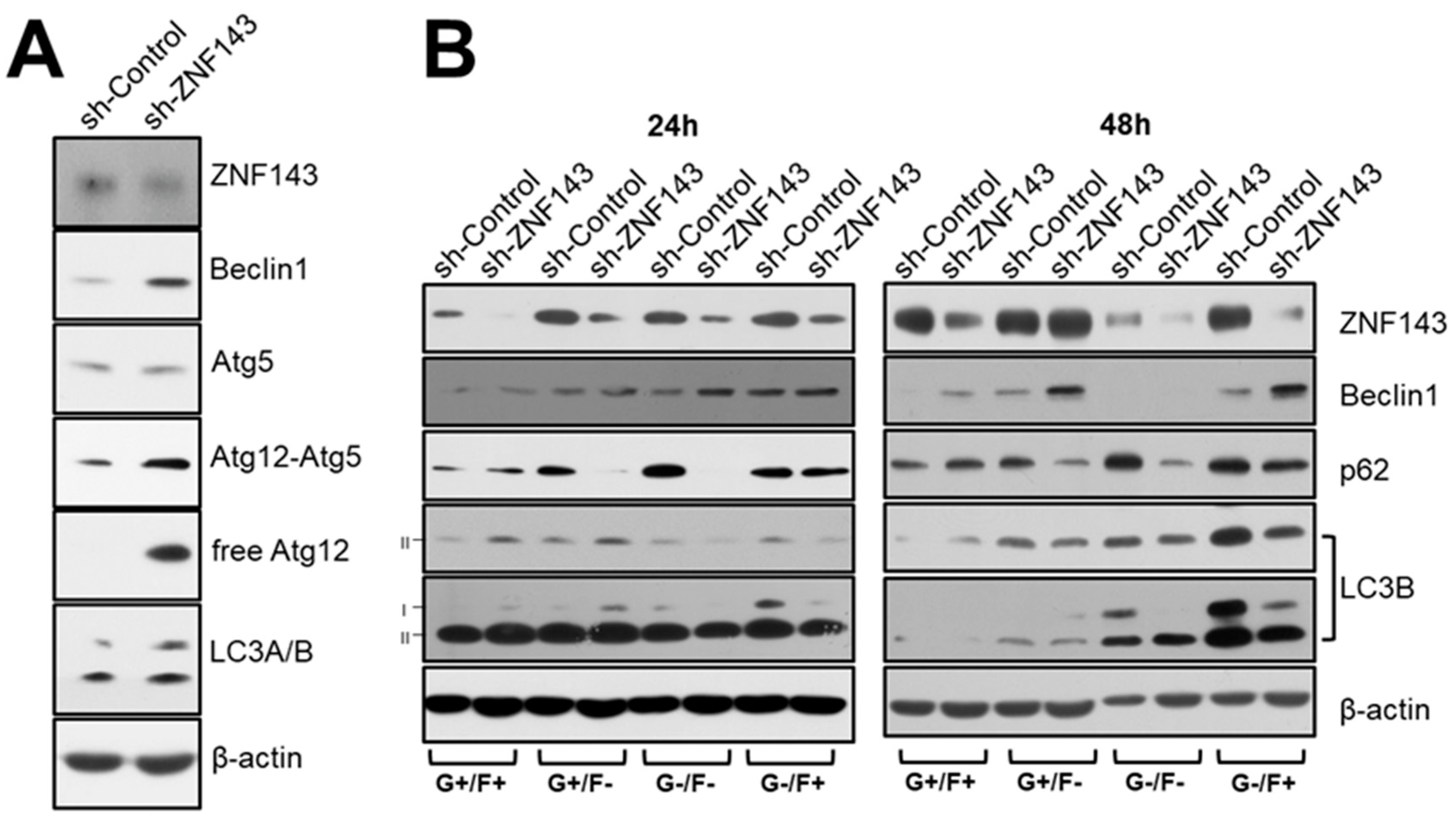 Cells 08 00296 g003