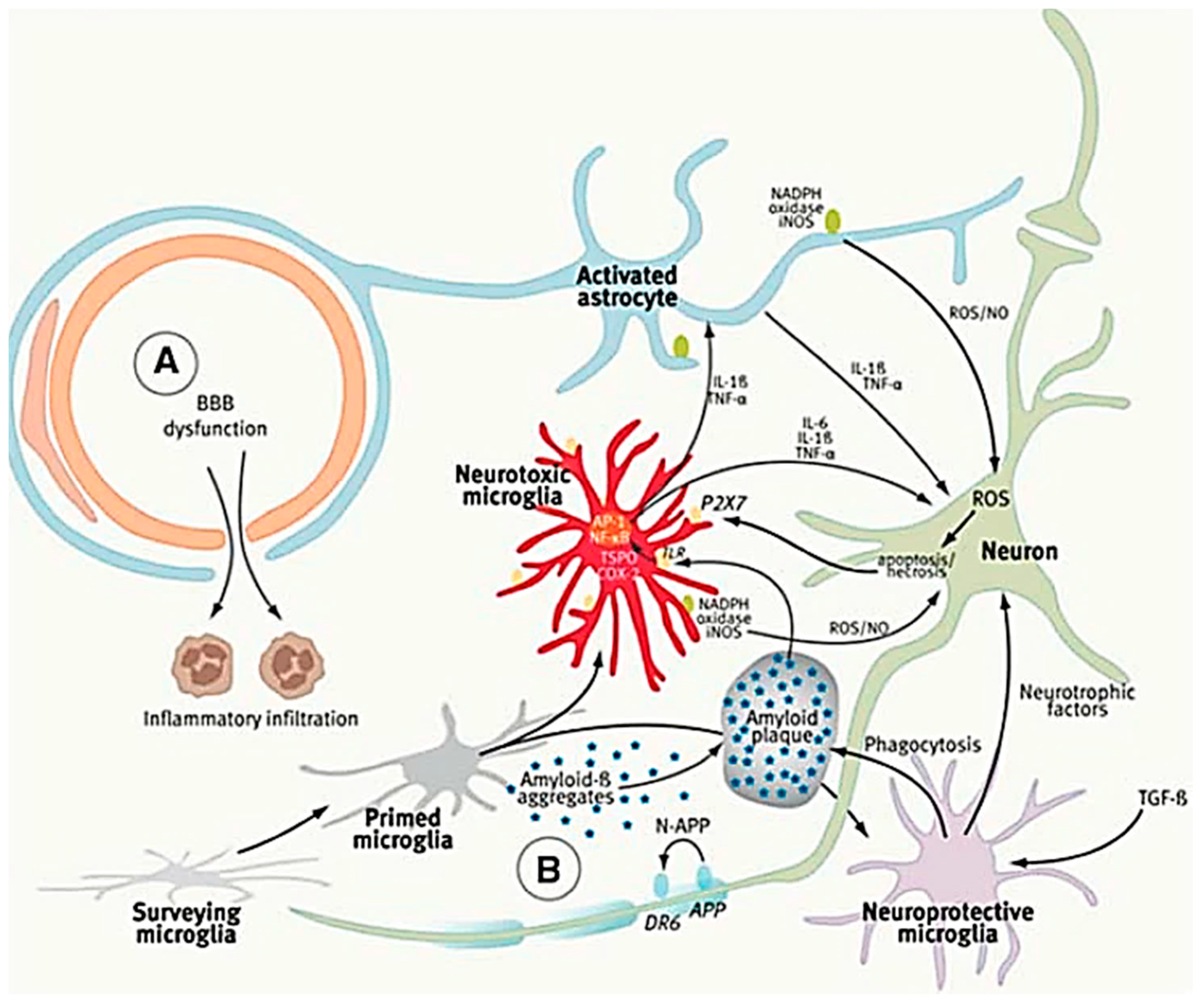 Neural activation. Болезнь Паркинсона микроглия. Способностью активно перемещаться в зрелом состоянии микроглия. Neuron activated. Multiple Sclerosis depression and microglia.