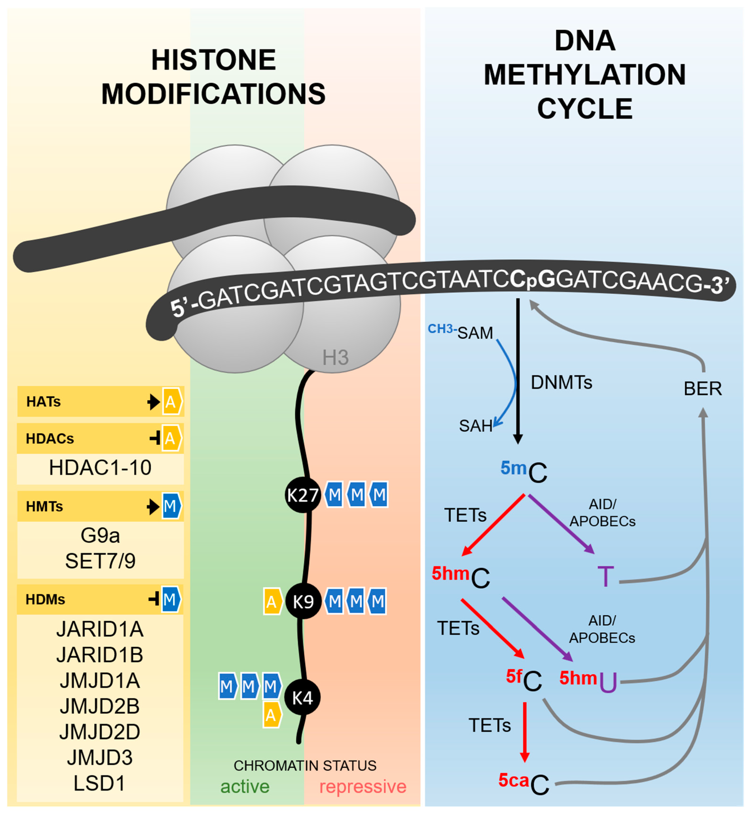 Cells 08 00300 g001 Cells 08 00300 g001