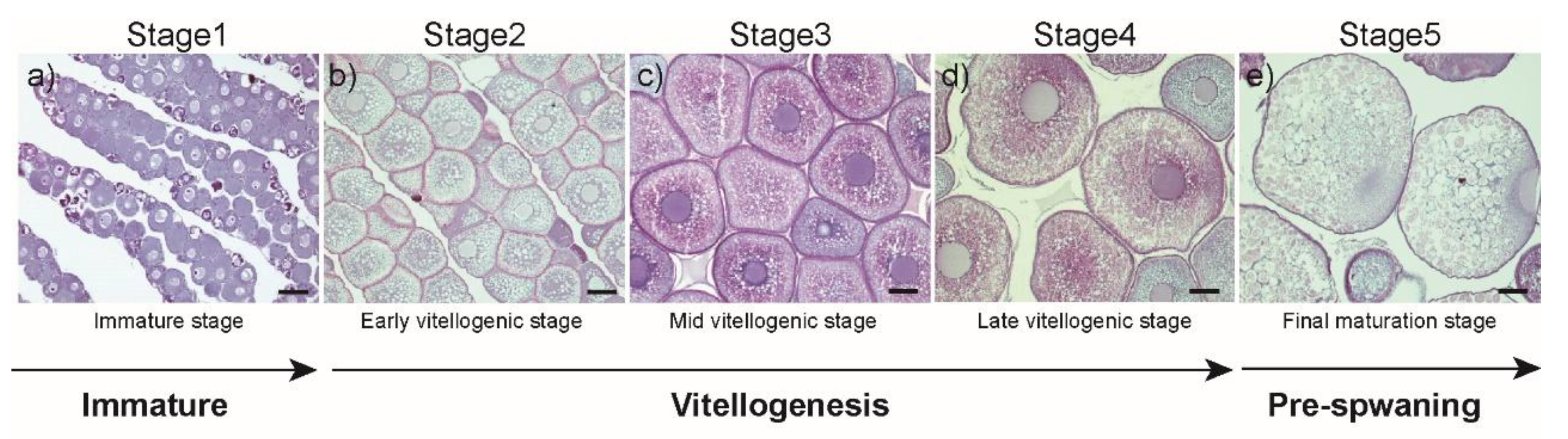 Cells 08 00310 g001 Cells 08 00310 g001