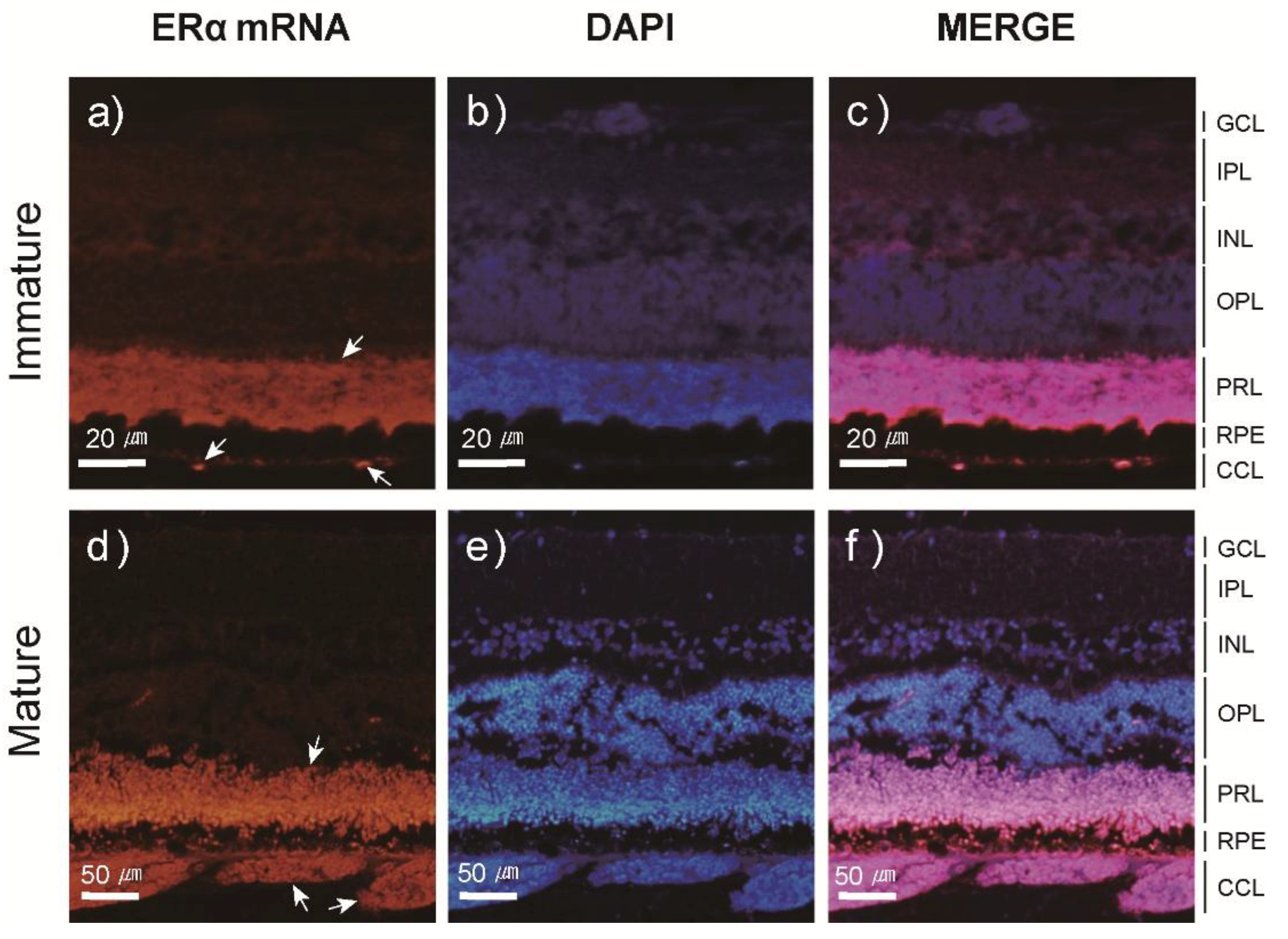 Cells 08 00310 g006 Cells 08 00310 g006