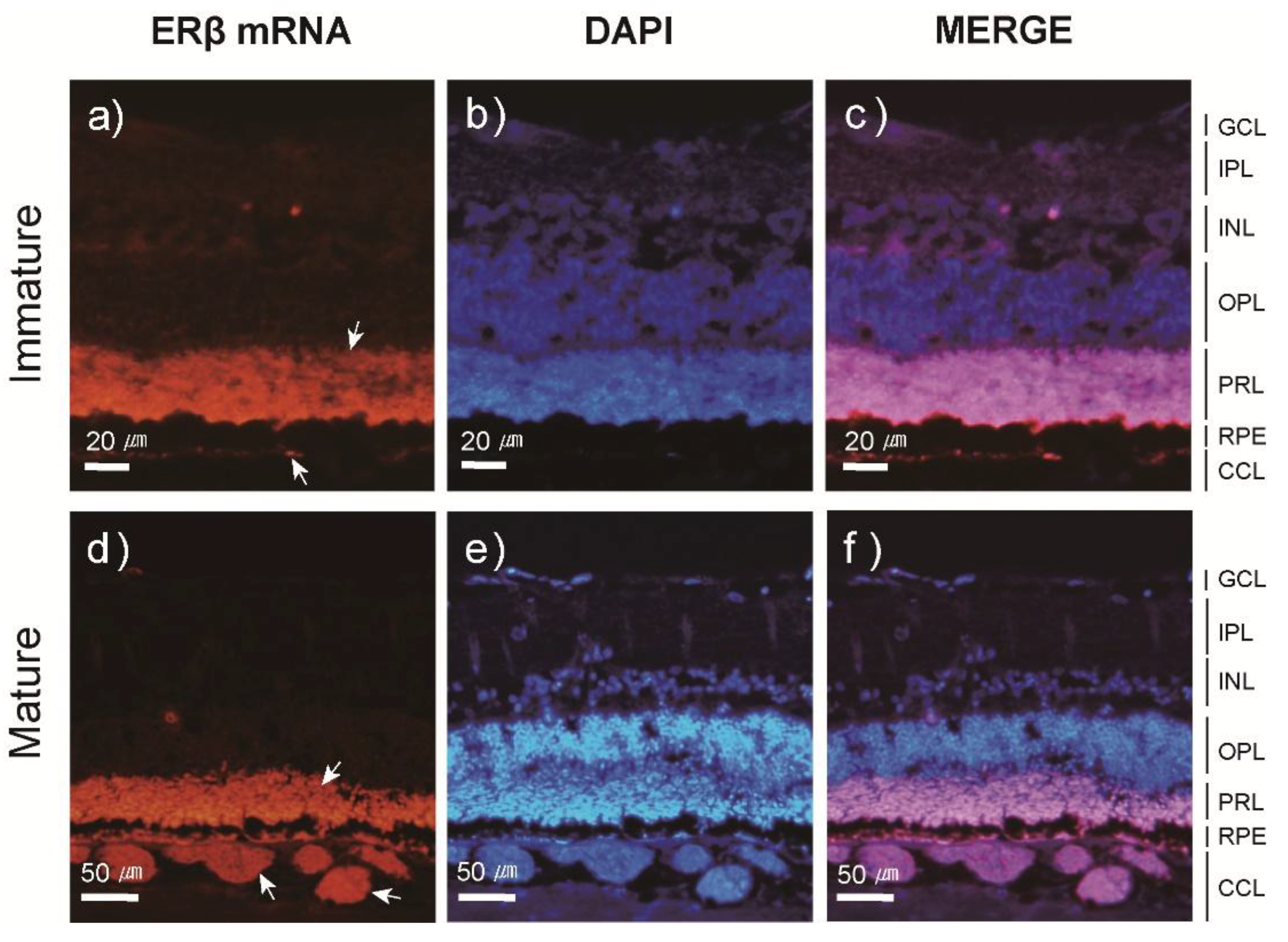 Cells 08 00310 g007 Cells 08 00310 g007