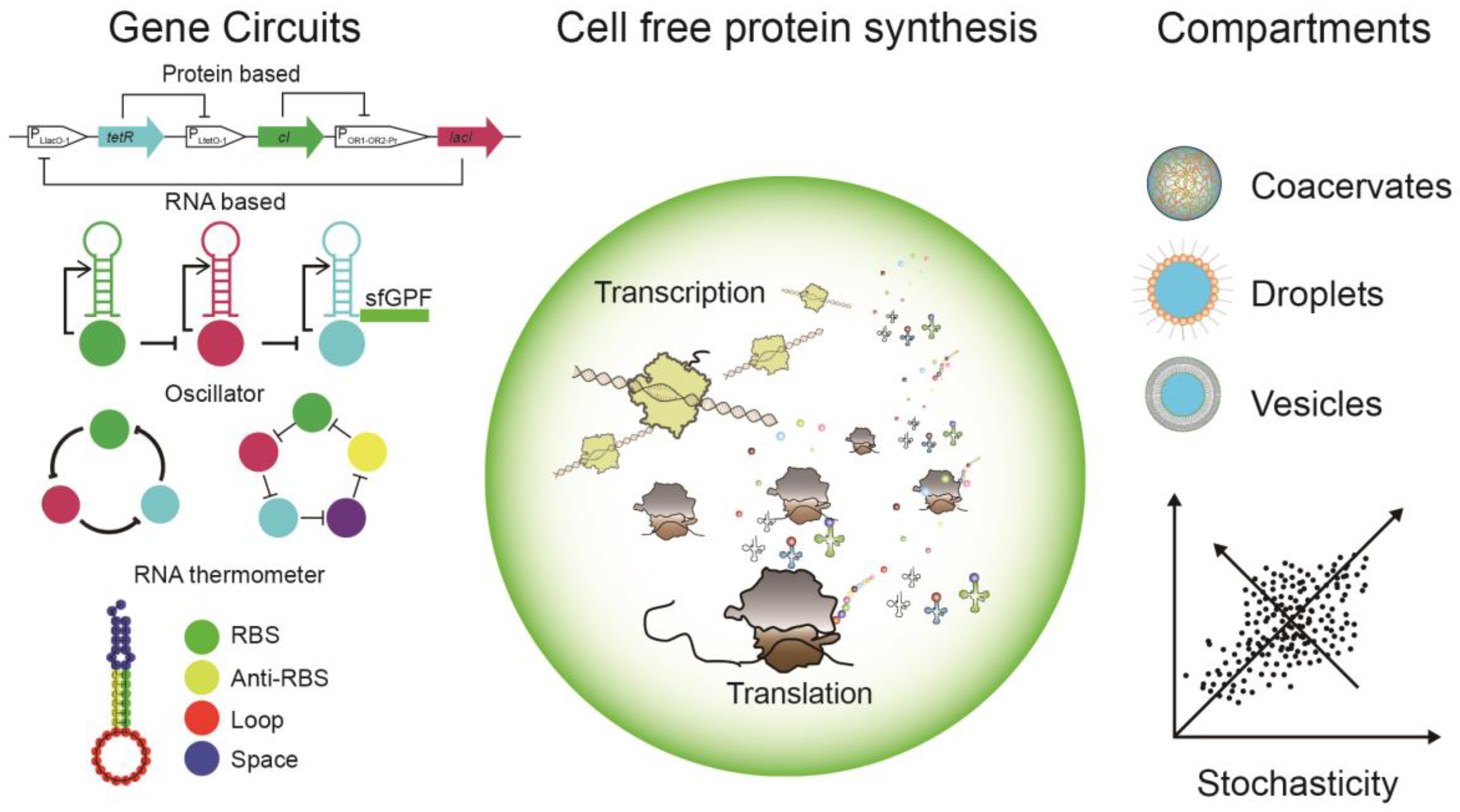 Cells | Free Full-Text | Cell-Free Protein Synthesis: Chassis toward ...