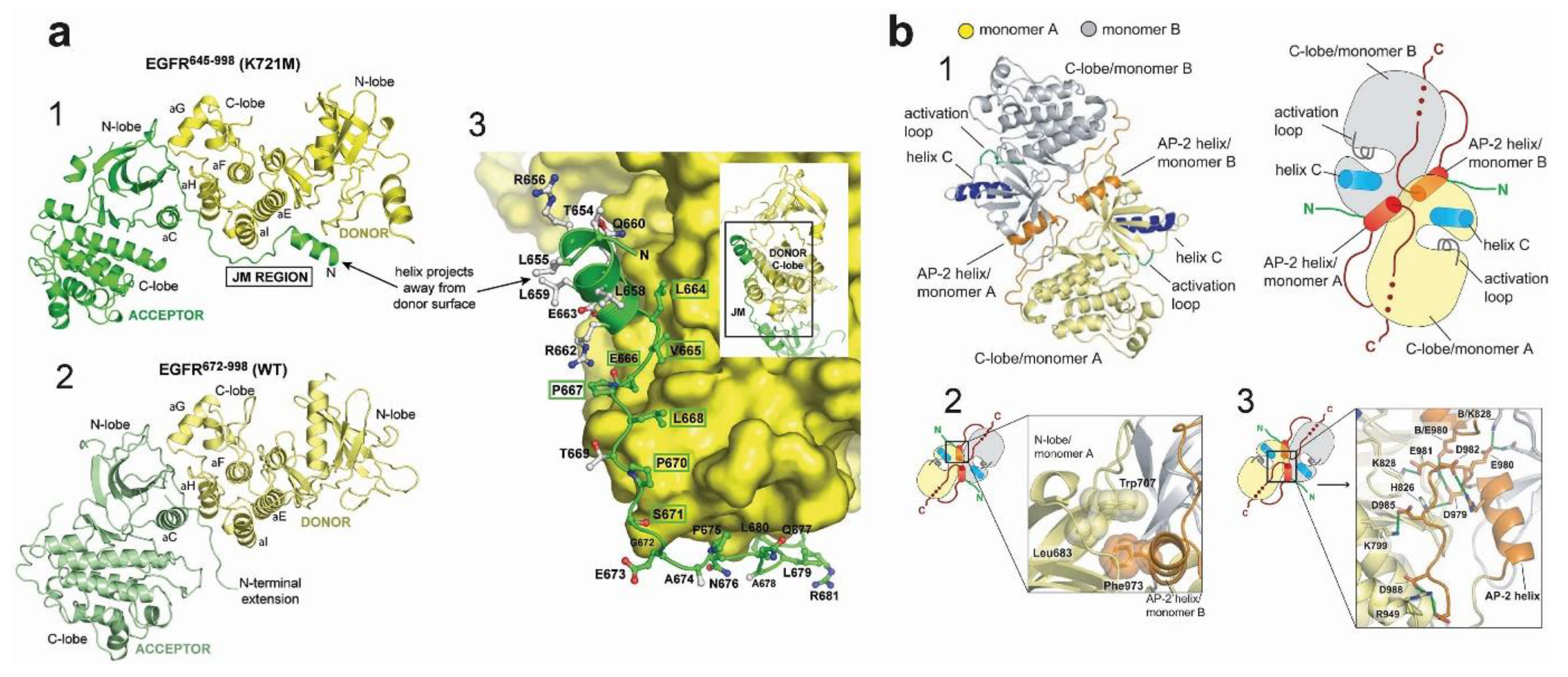 Cells 08 00316 g005 550