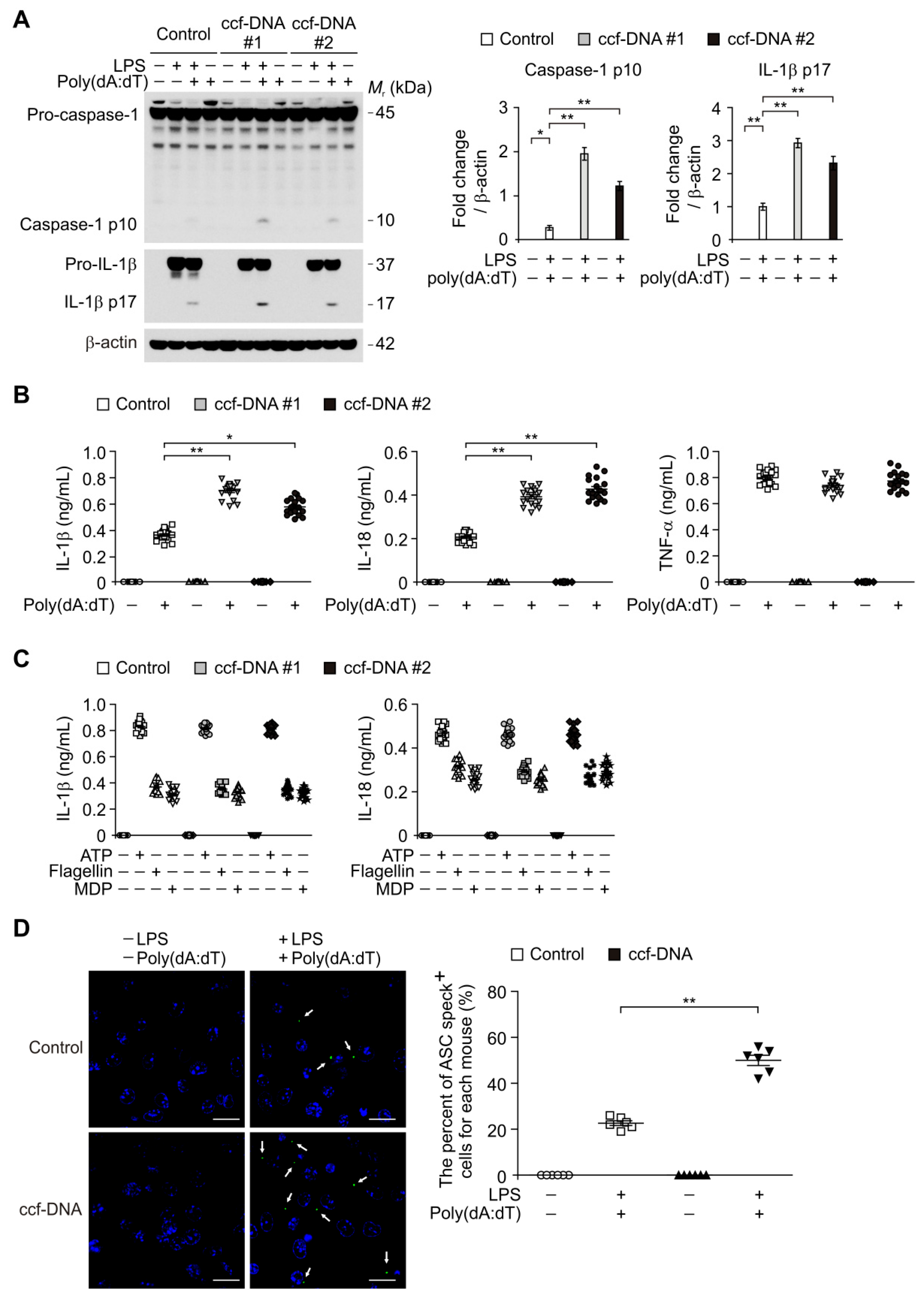 Cells 08 00328 g004
