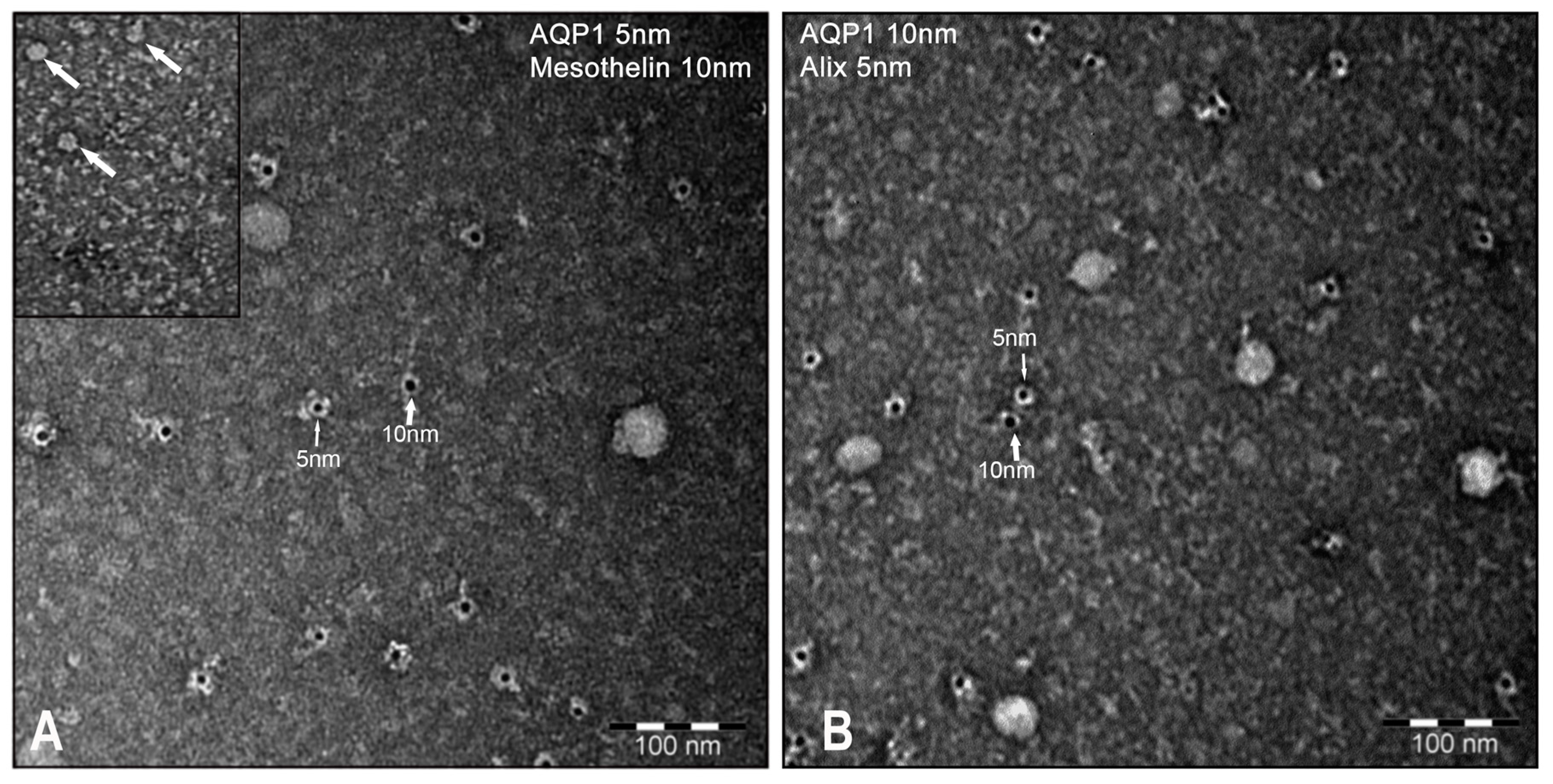 Cells 08 00330 g003 Cells 08 00330 g003