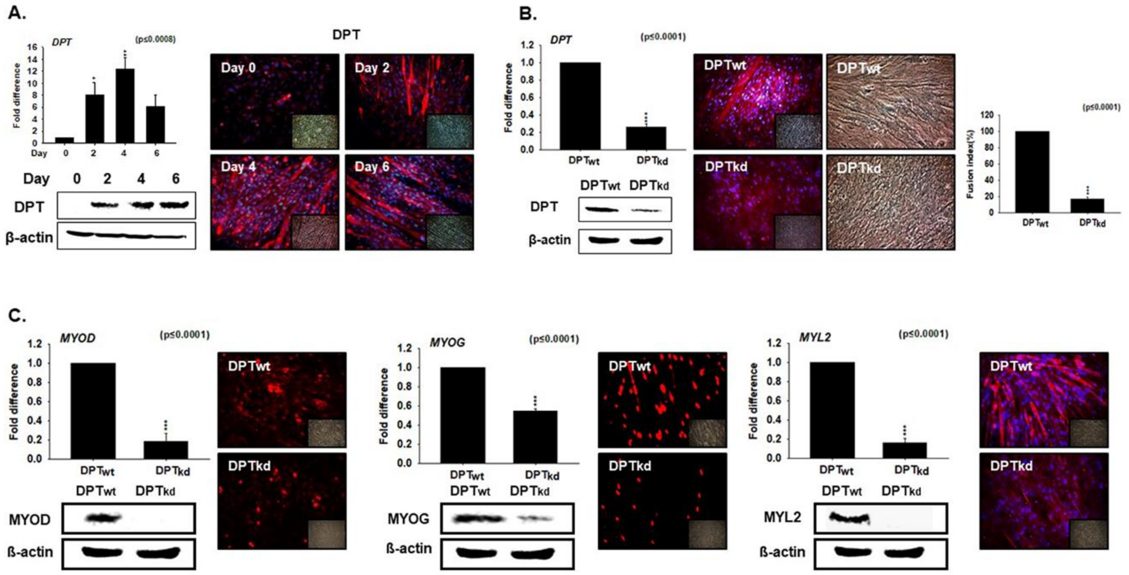 Cells 08 00332 g002
