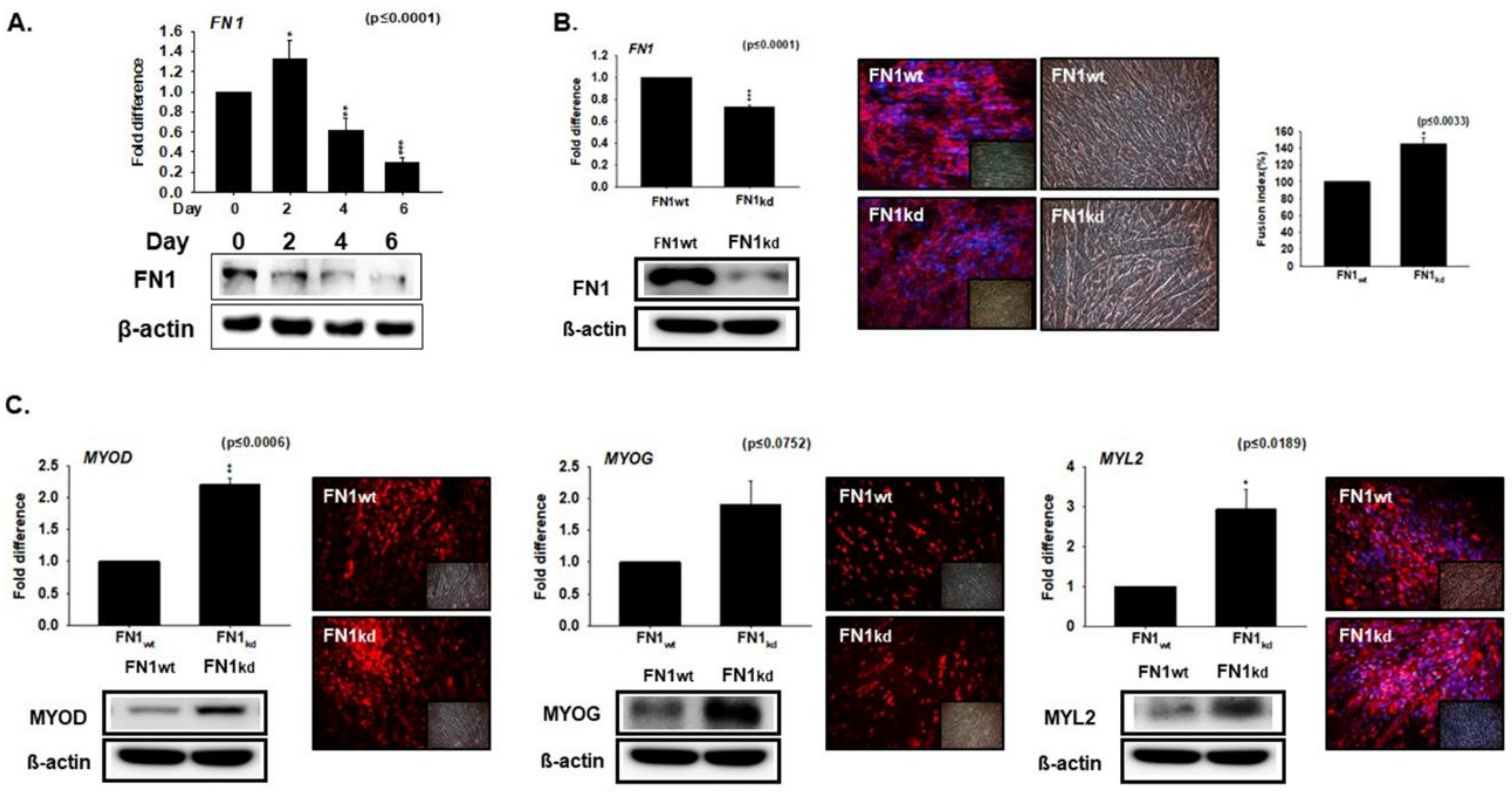 Cells 08 00332 g003
