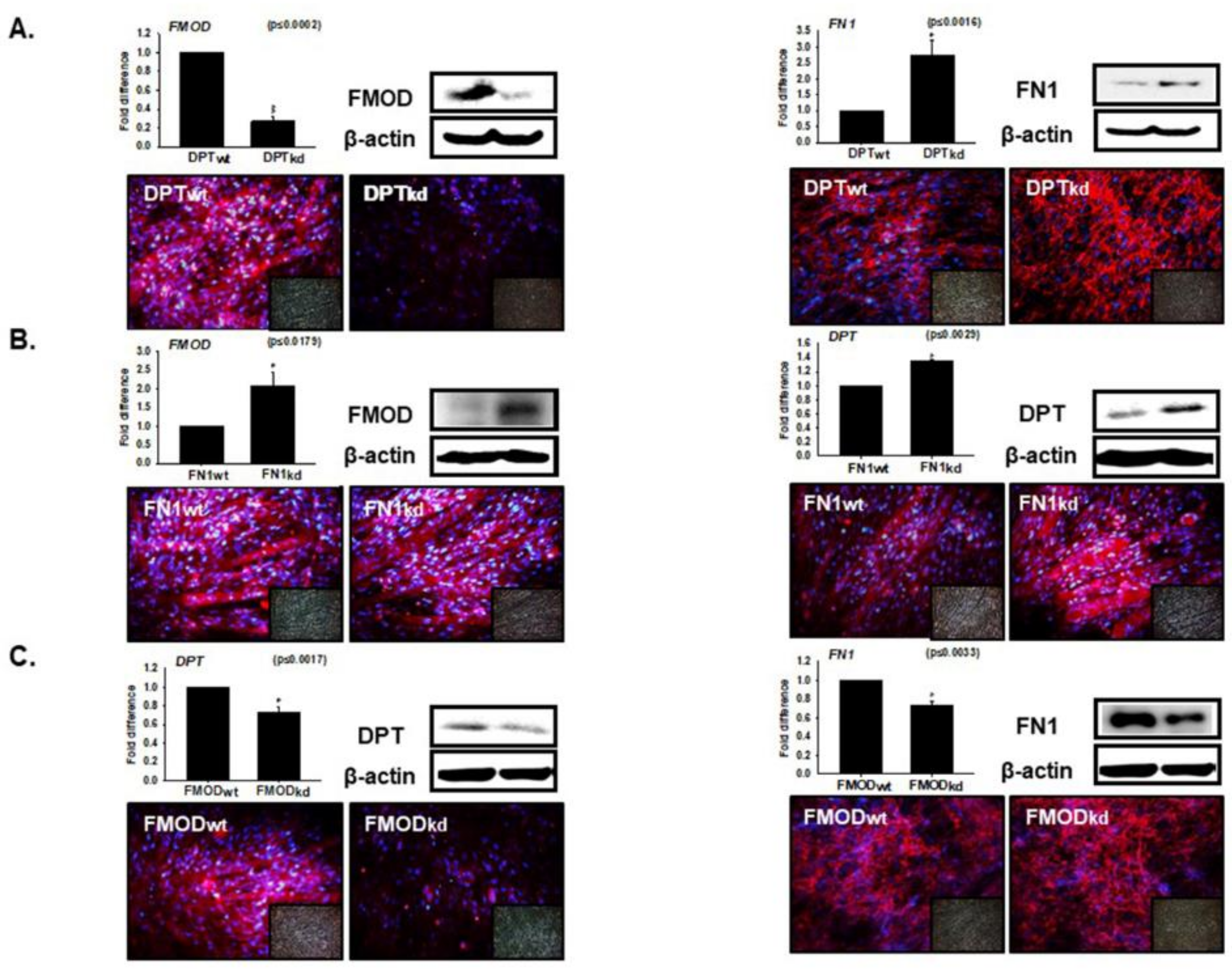 Cells 08 00332 g004