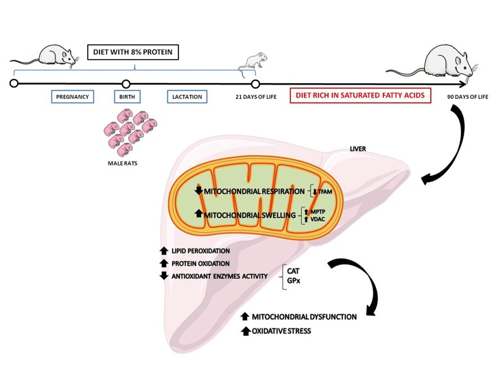Impaired Recycling Of Mitochondria In >> Cells Free Full Text Saturated Fatty Acid Enriched Diet Impaired Recycling Of Mitochondria In >> Cells Free Full Text Saturated Fatty Acid Enriched Diet