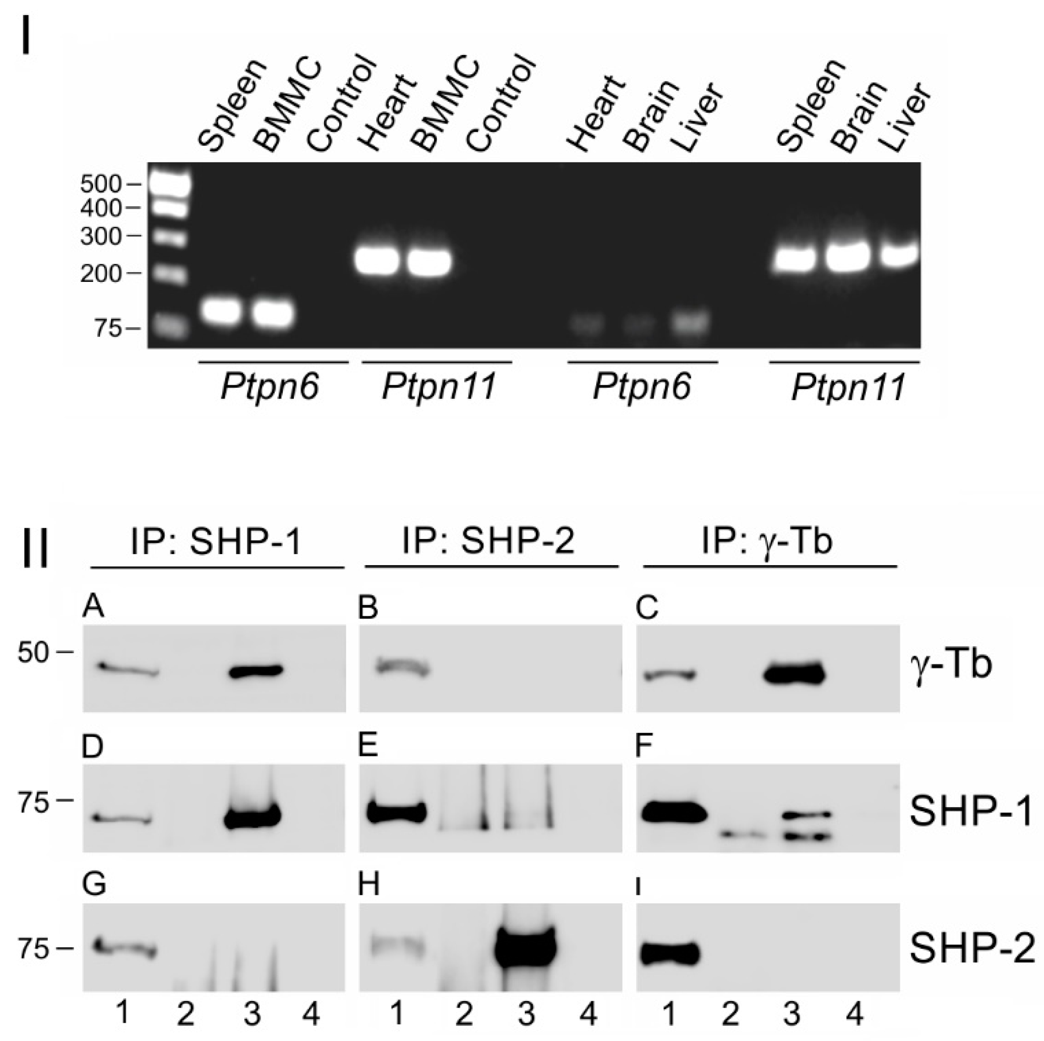 Cells 08 00345 g002 550