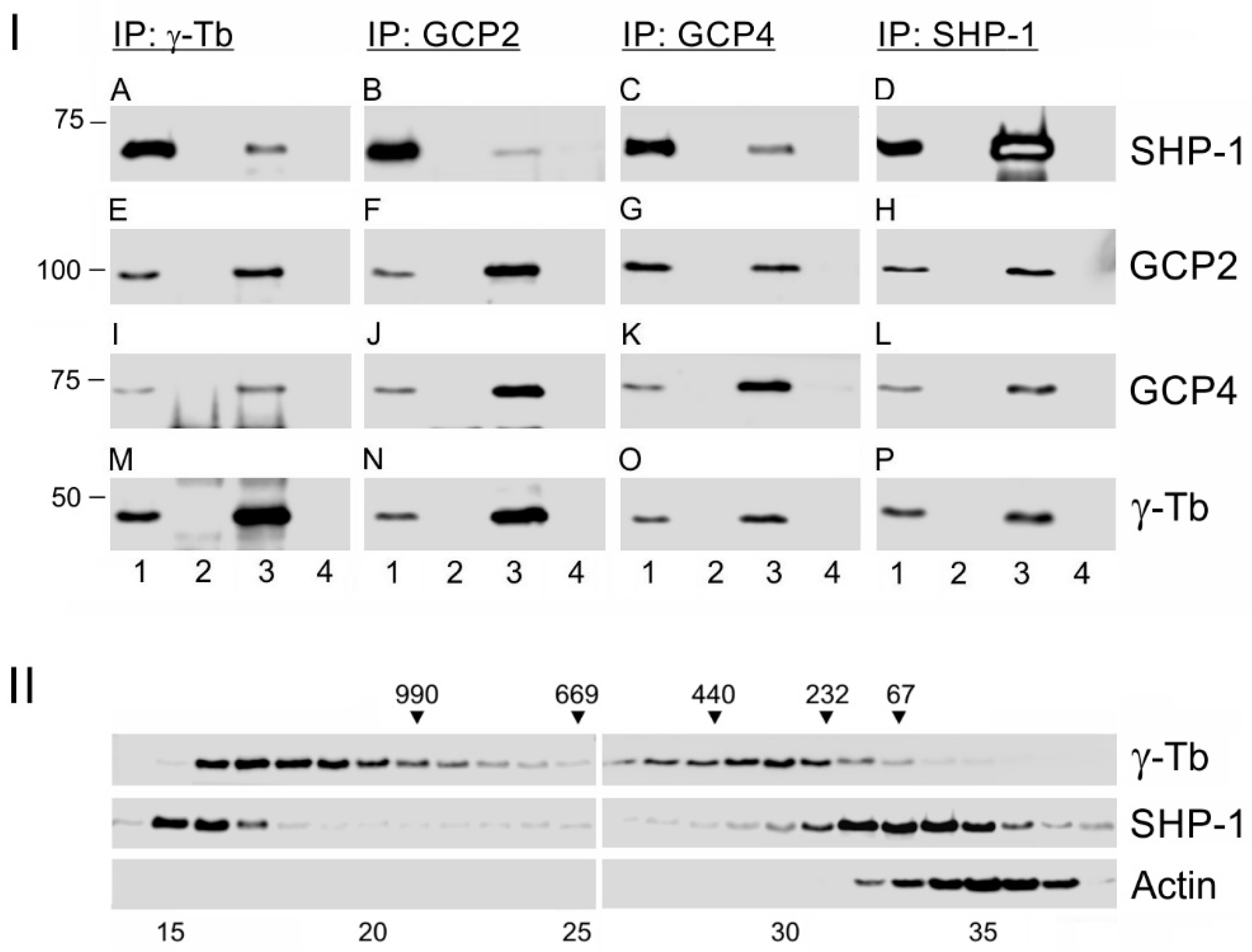 Cells 08 00345 g003 550
