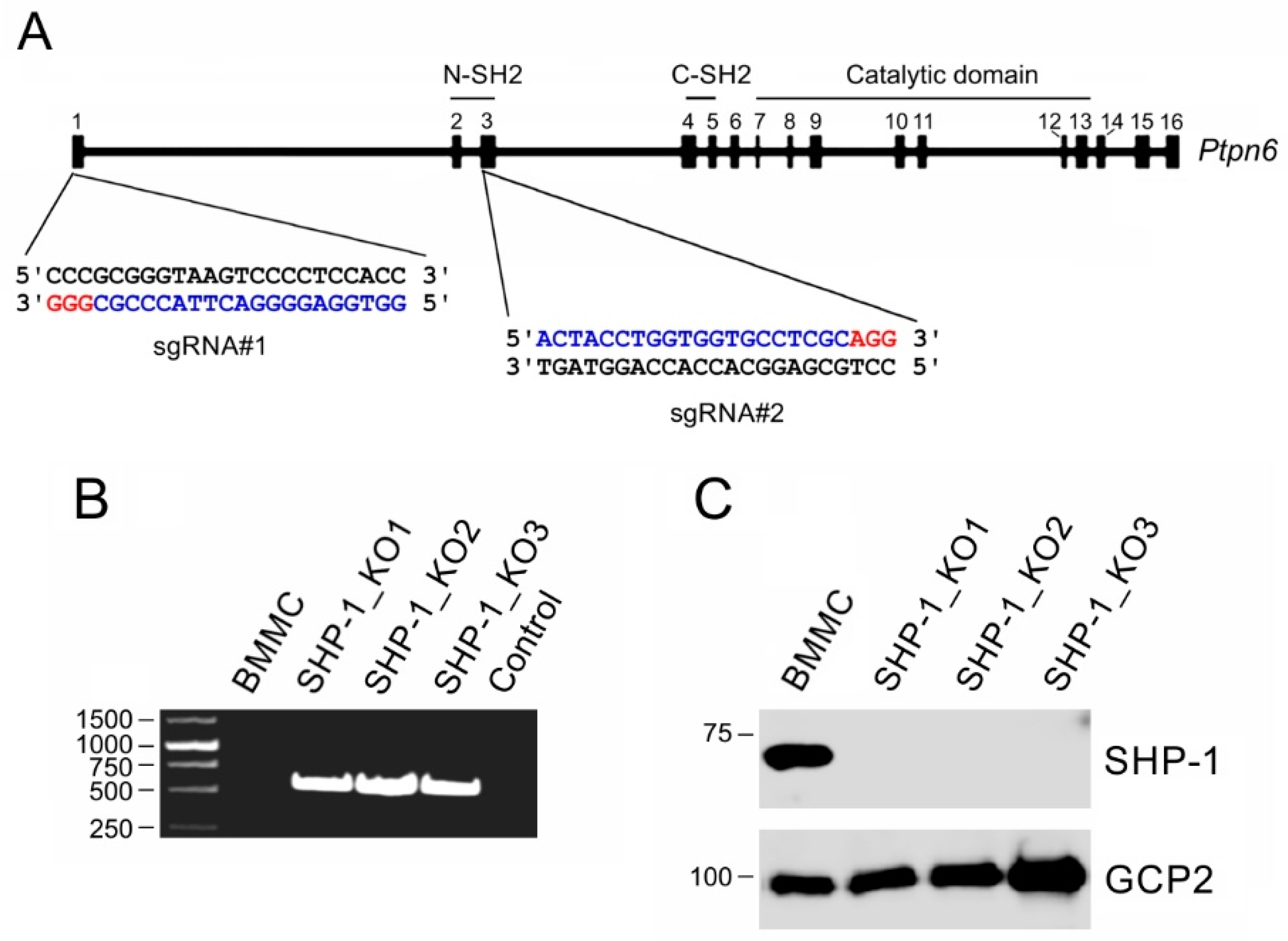 Cells 08 00345 g004 550