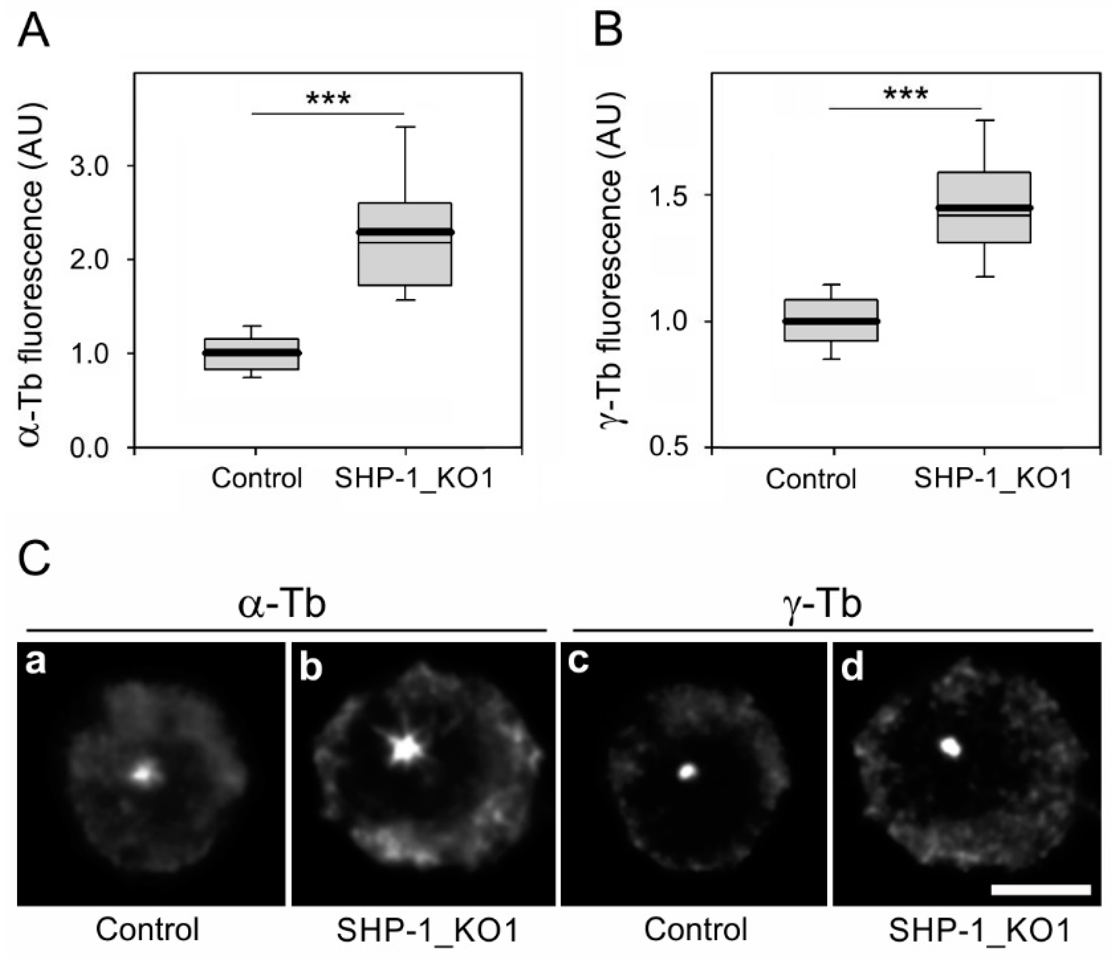 Cells 08 00345 g006 550