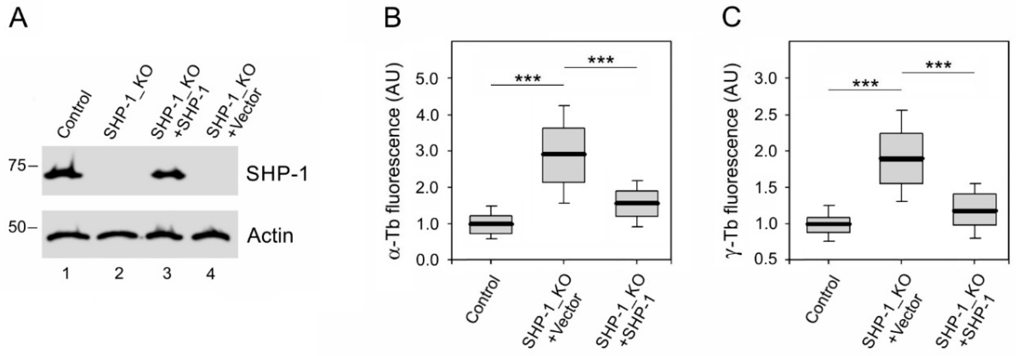 Cells 08 00345 g007 550