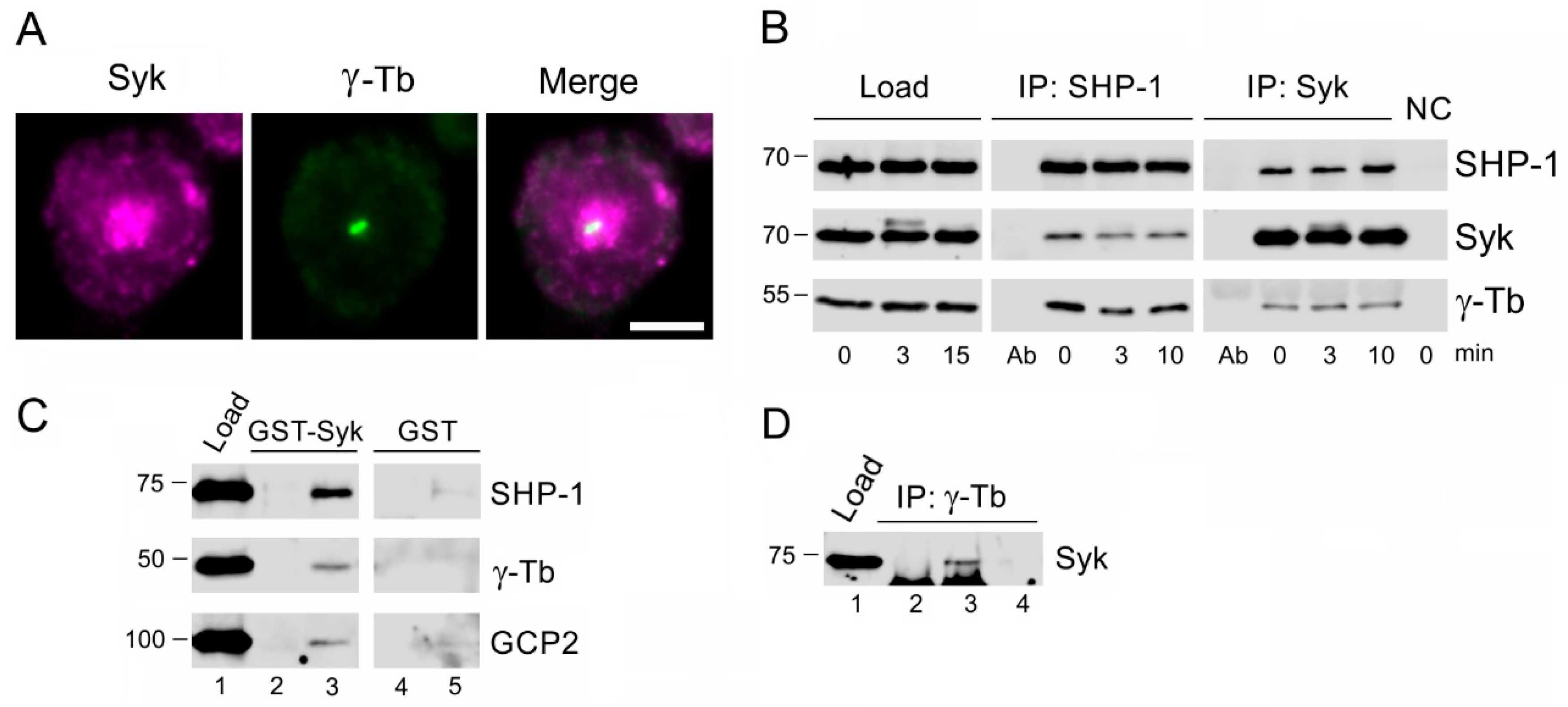 Cells 08 00345 g009 550