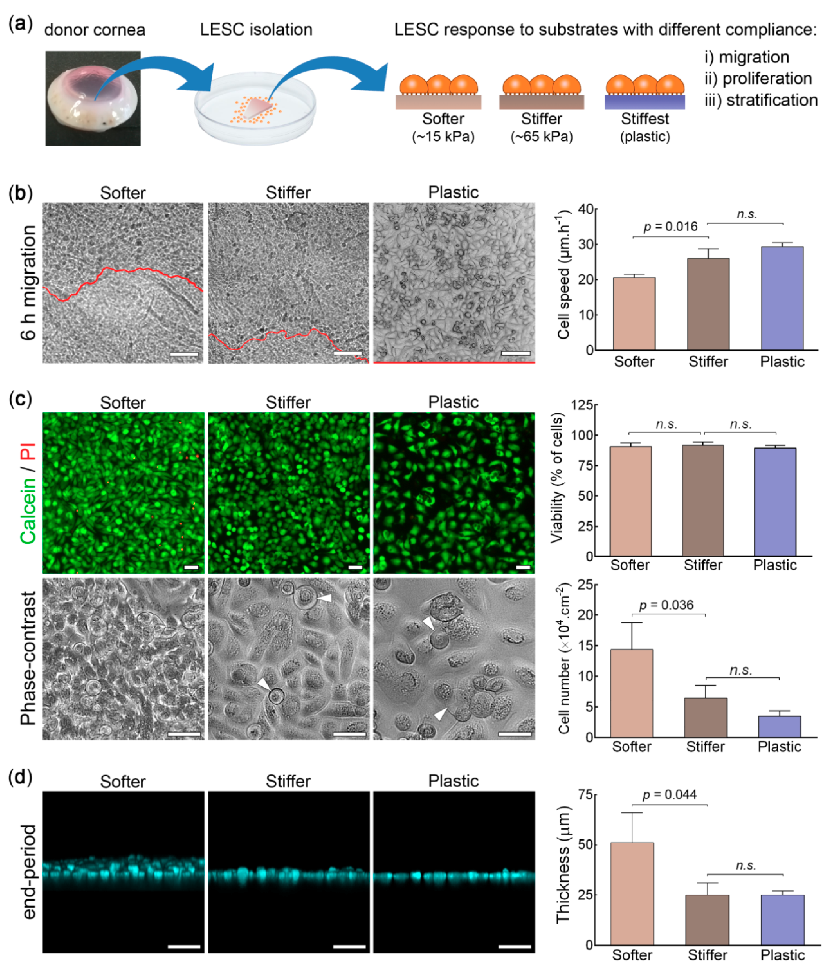 Cells Free FullText YAP, ΔNp63, and βCatenin Signaling Pathways