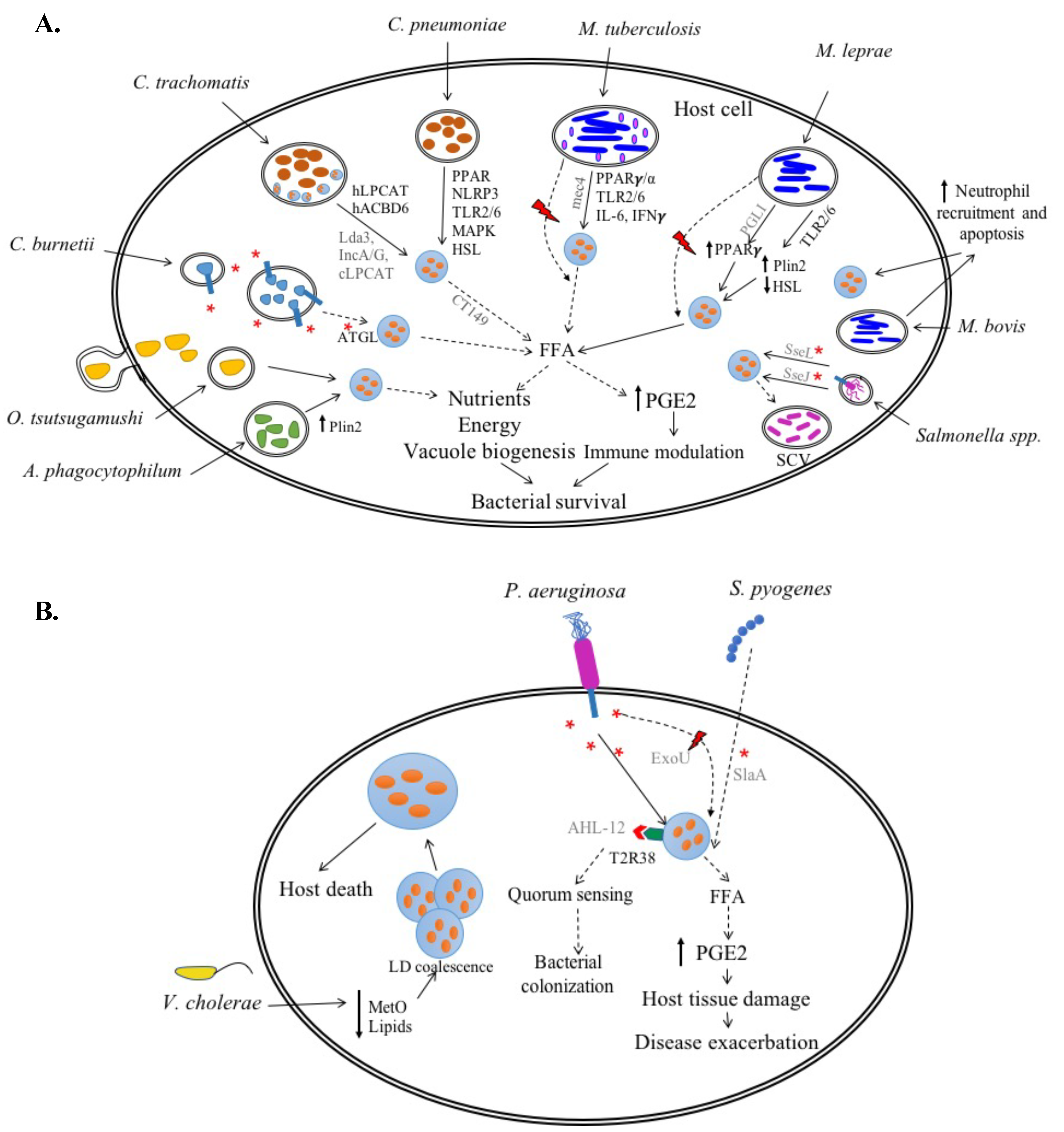 Cells 08 00354 g001