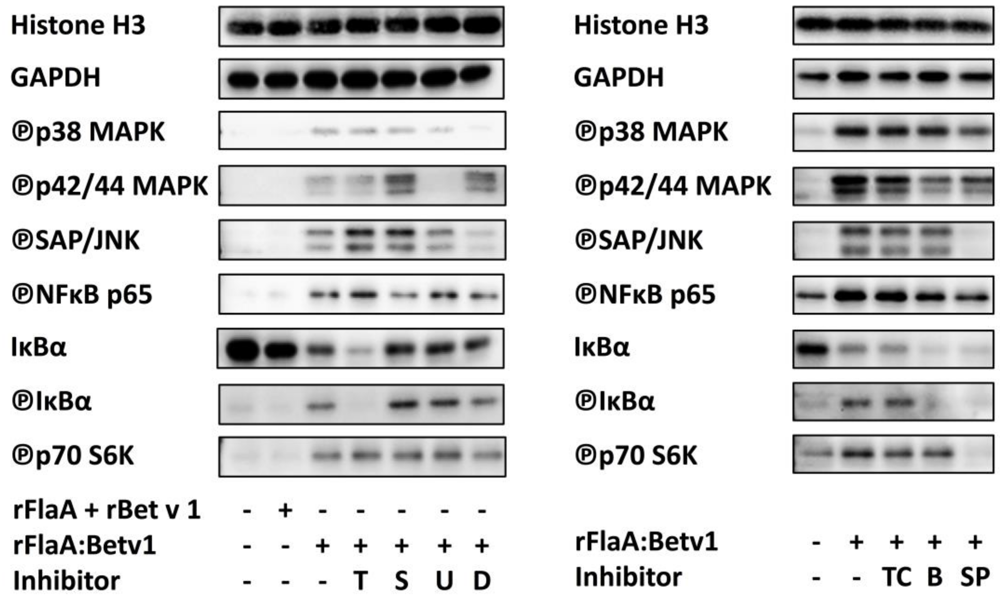Cells 08 00355 g006