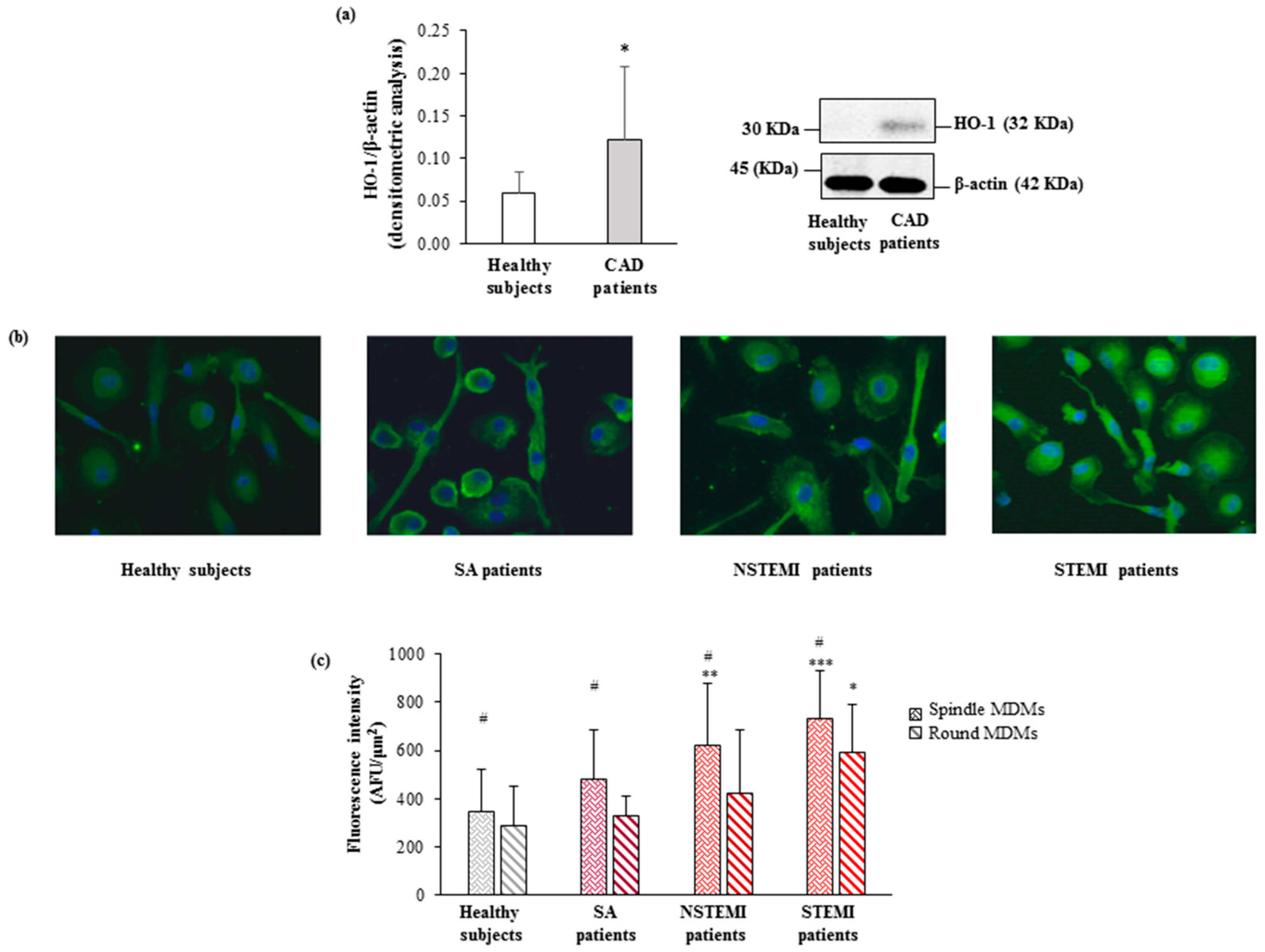 Cells 08 00356 g002
