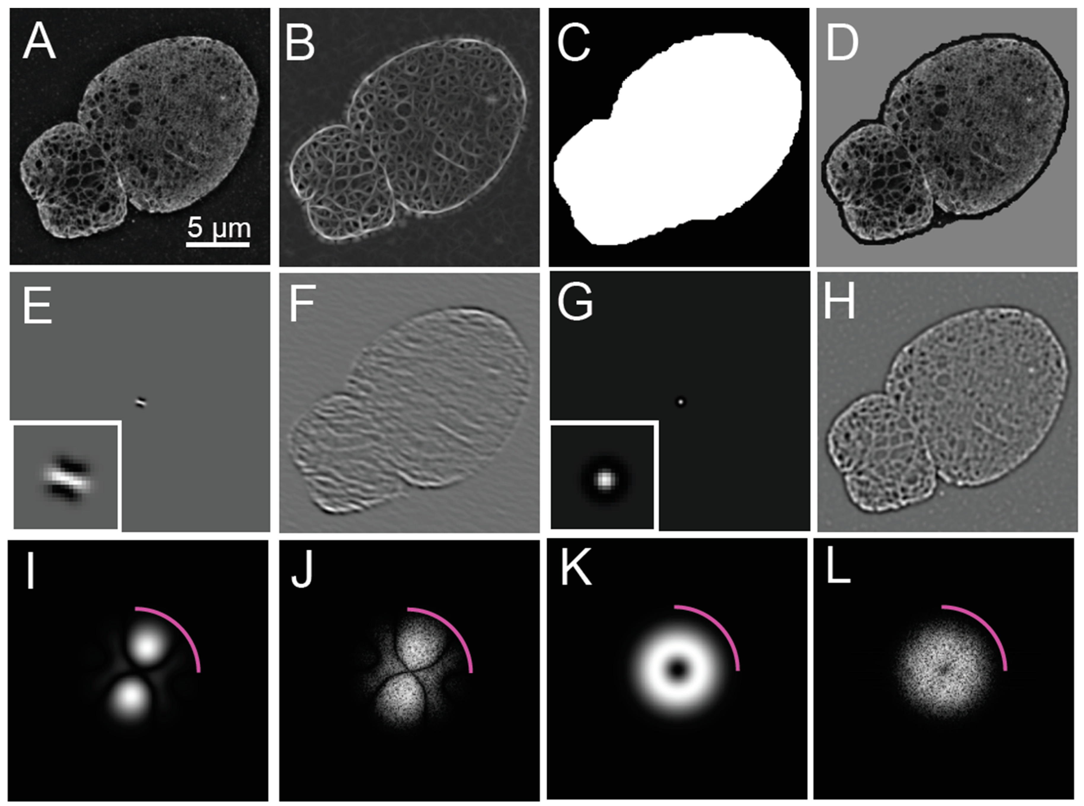 Cells 08 00361 g002
