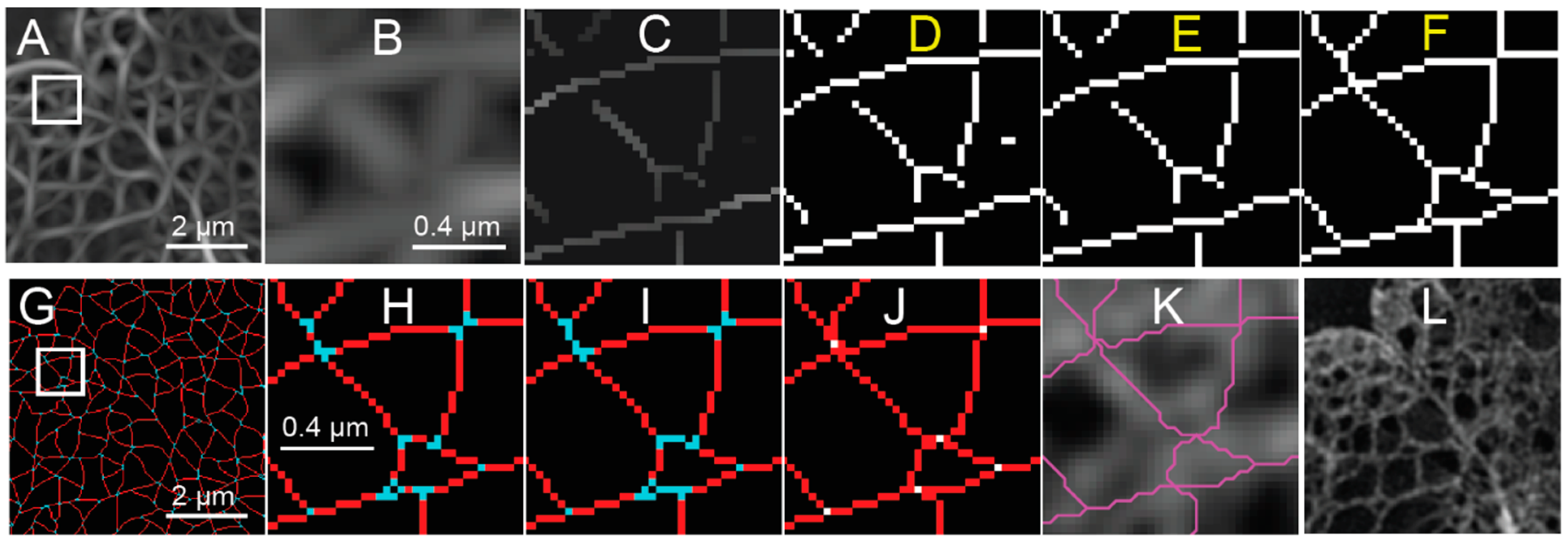Cells 08 00361 g004
