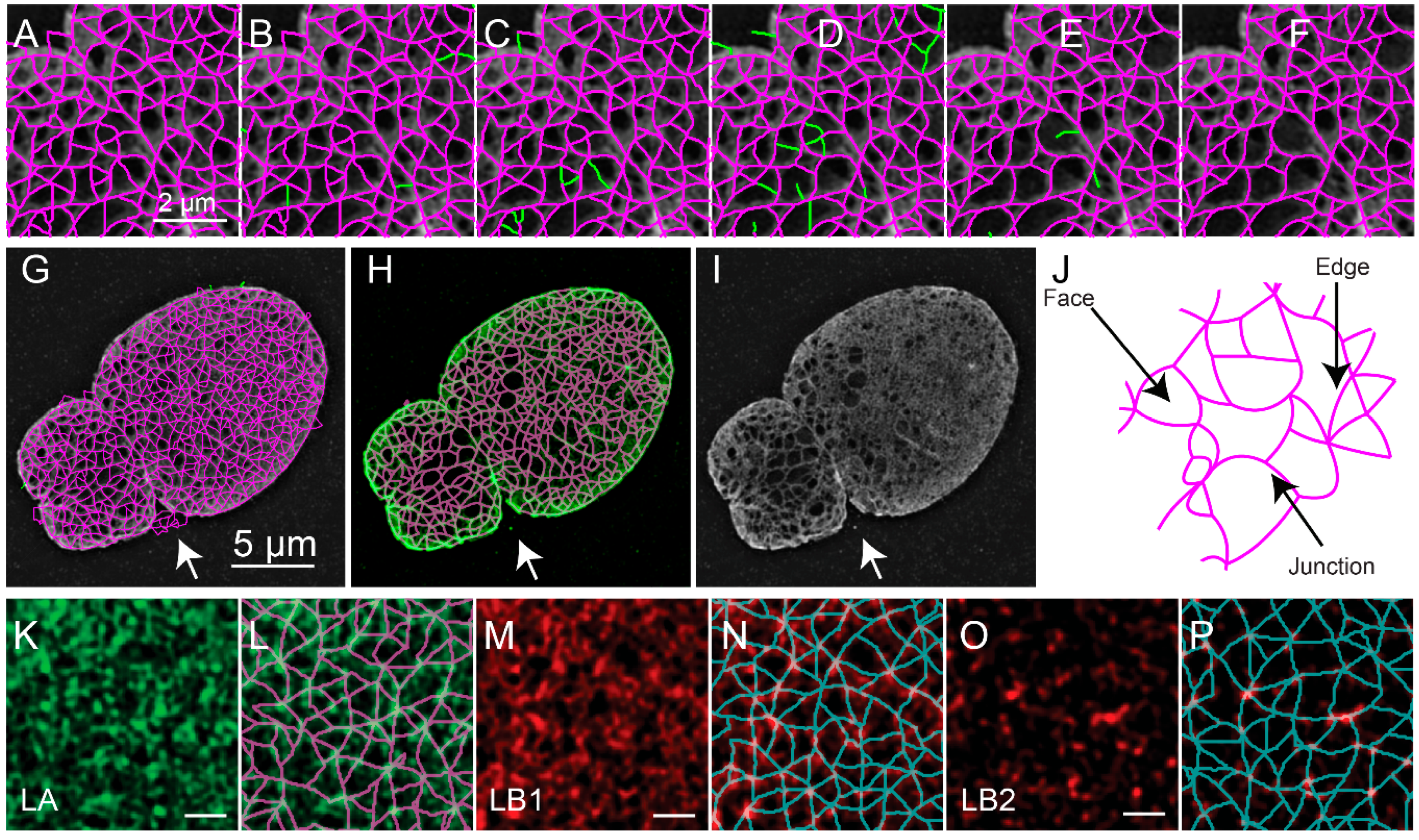 Cells 08 00361 g005