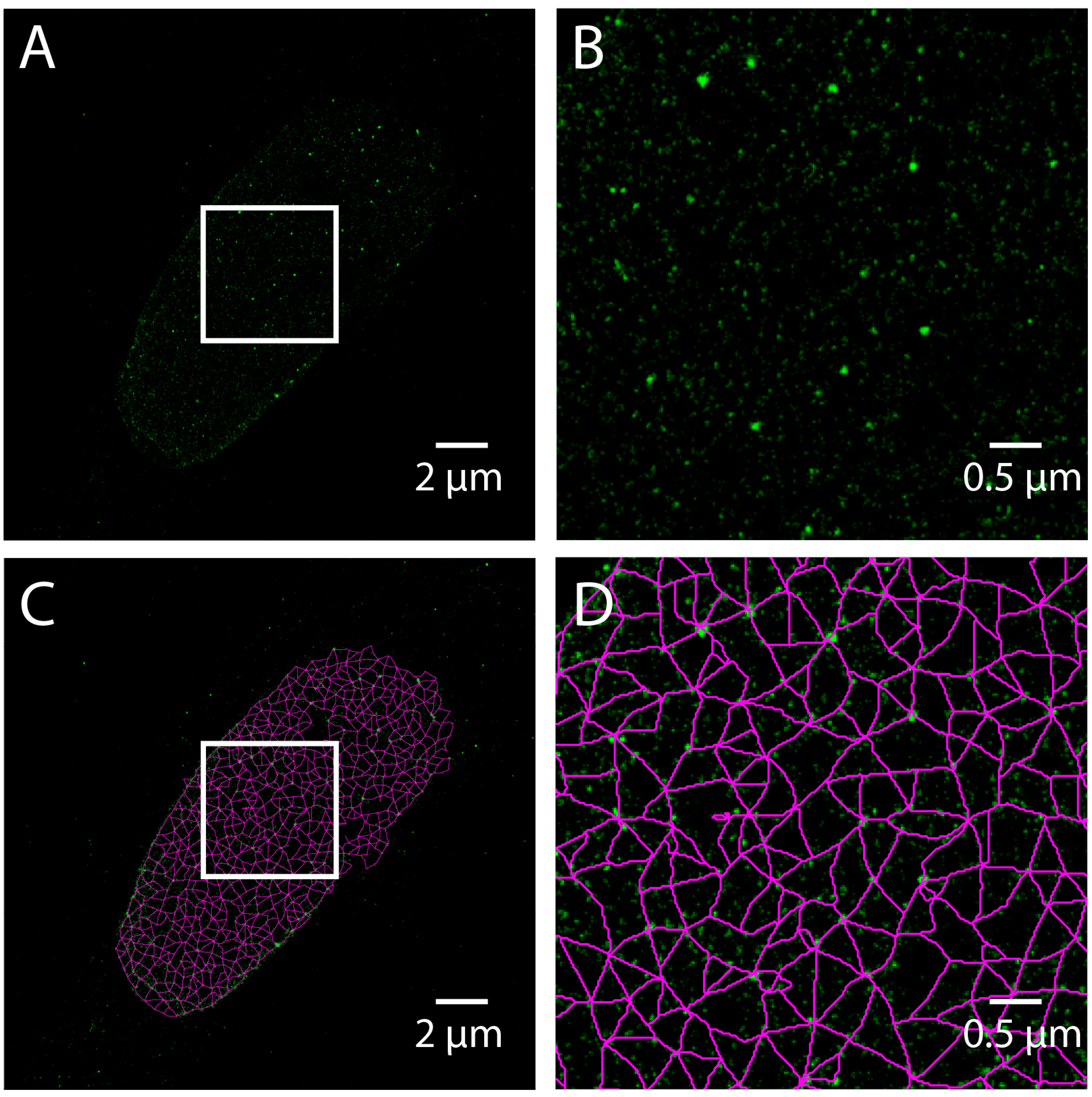 Cells 08 00361 g006