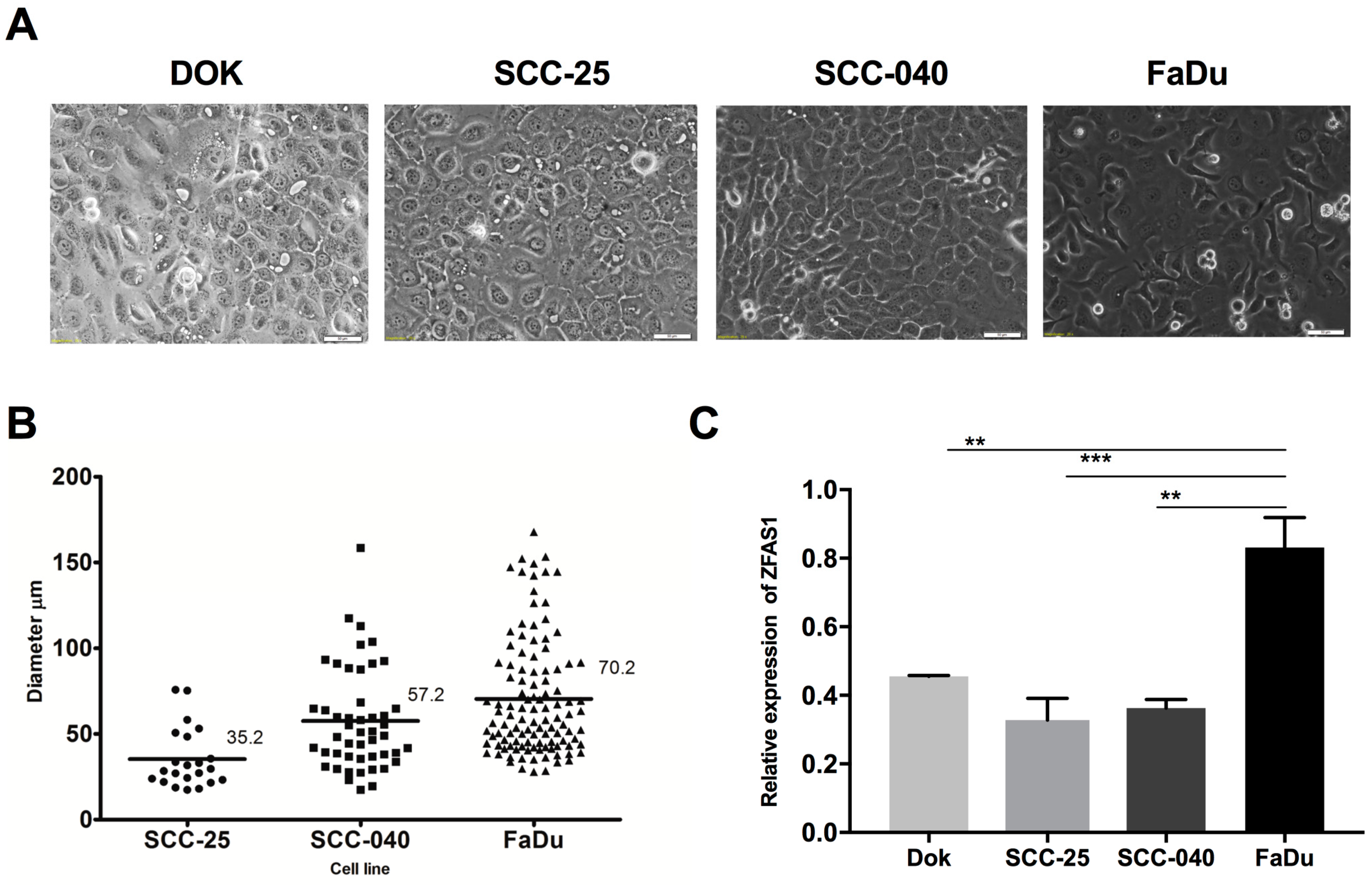 Cells 08 00366 g001