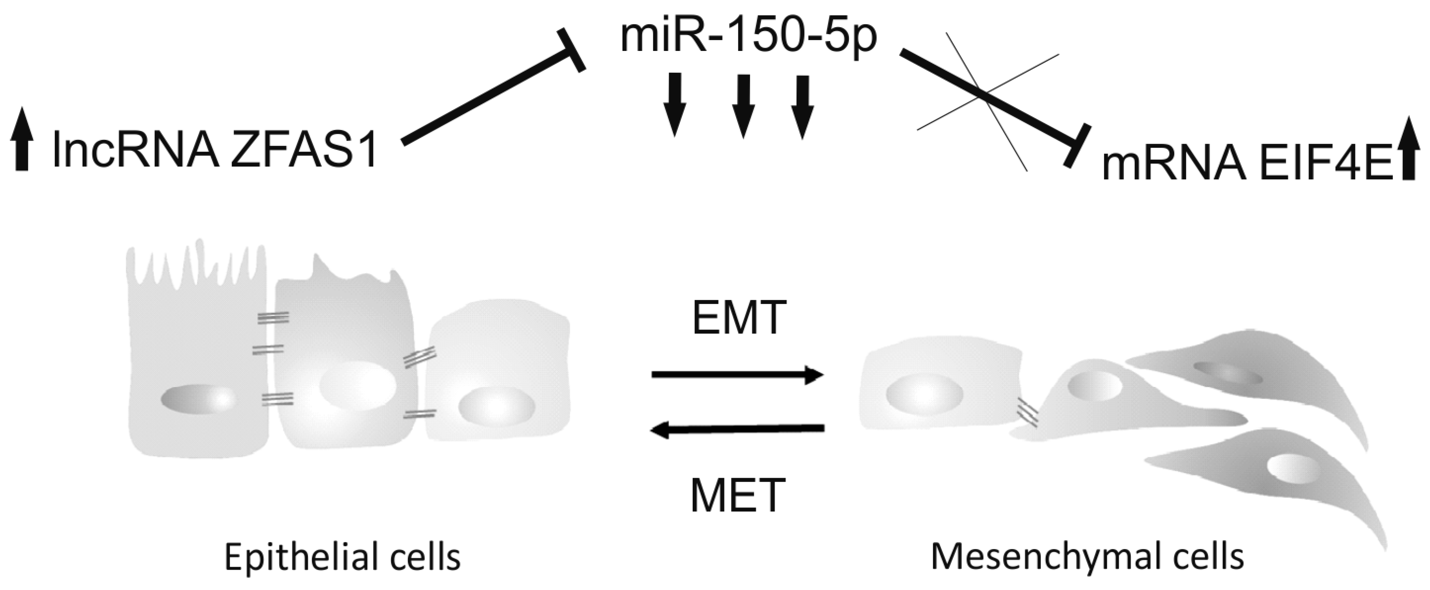 Cells 08 00366 g006