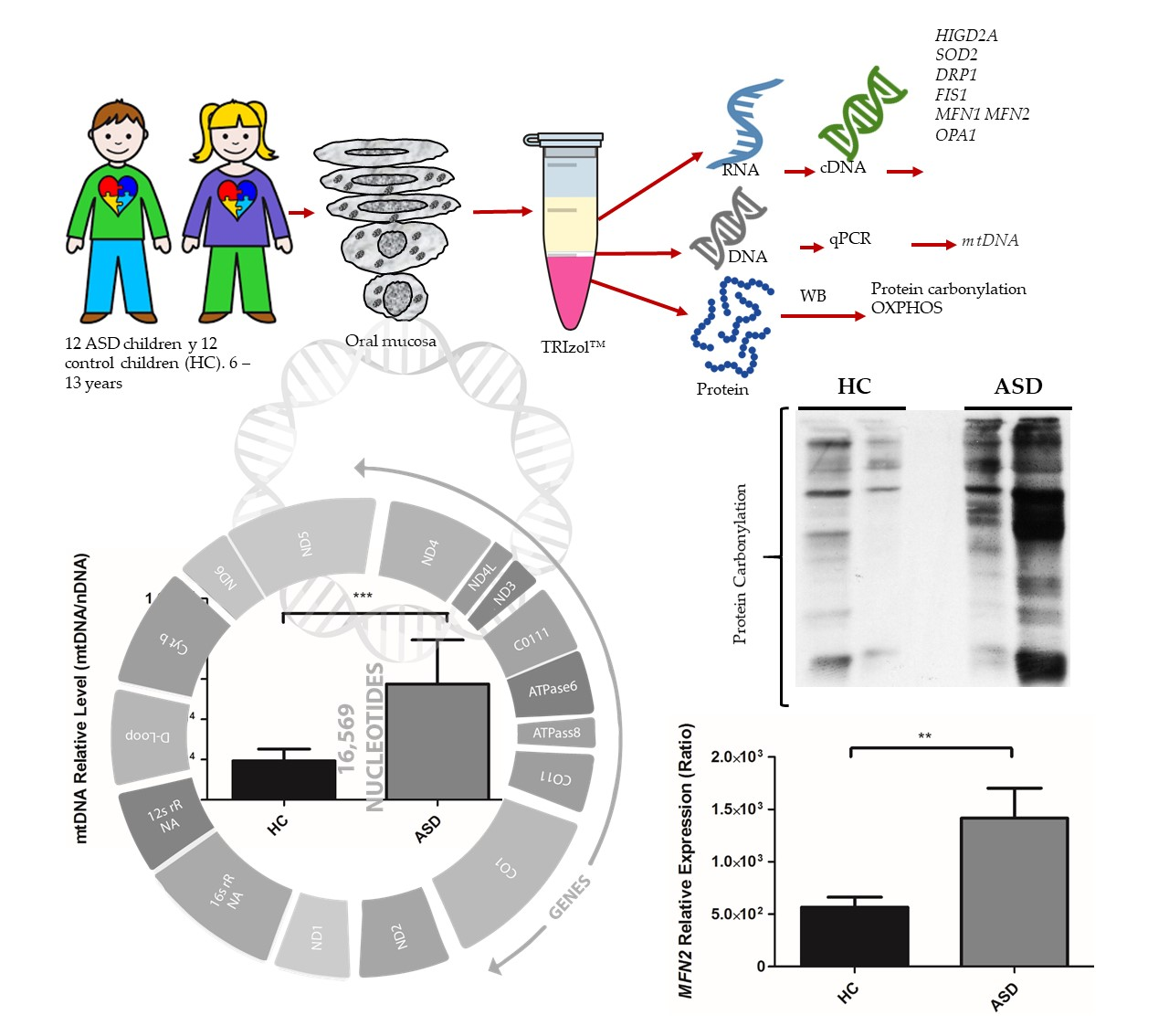 Screening For Autism Spectrum Disorders State Of The Art In Europe >> Cells Free Full Text Alterations Of Mitochondrial Screening For Autism Spectrum Disorders State Of The Art In Europe >> Cells Free Full Text Alterations Of Mitochondrial