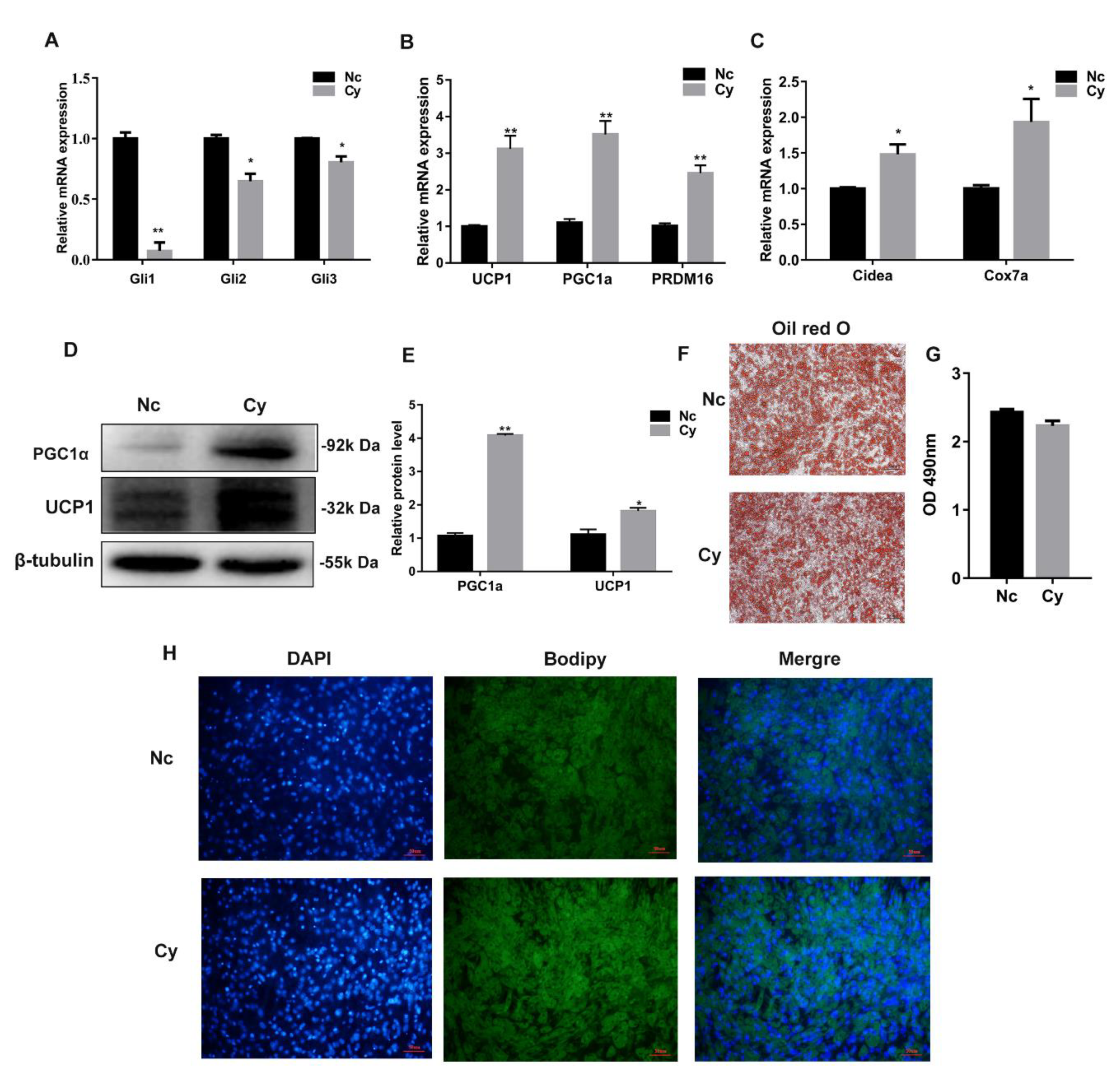 Cells 08 00372 g003
