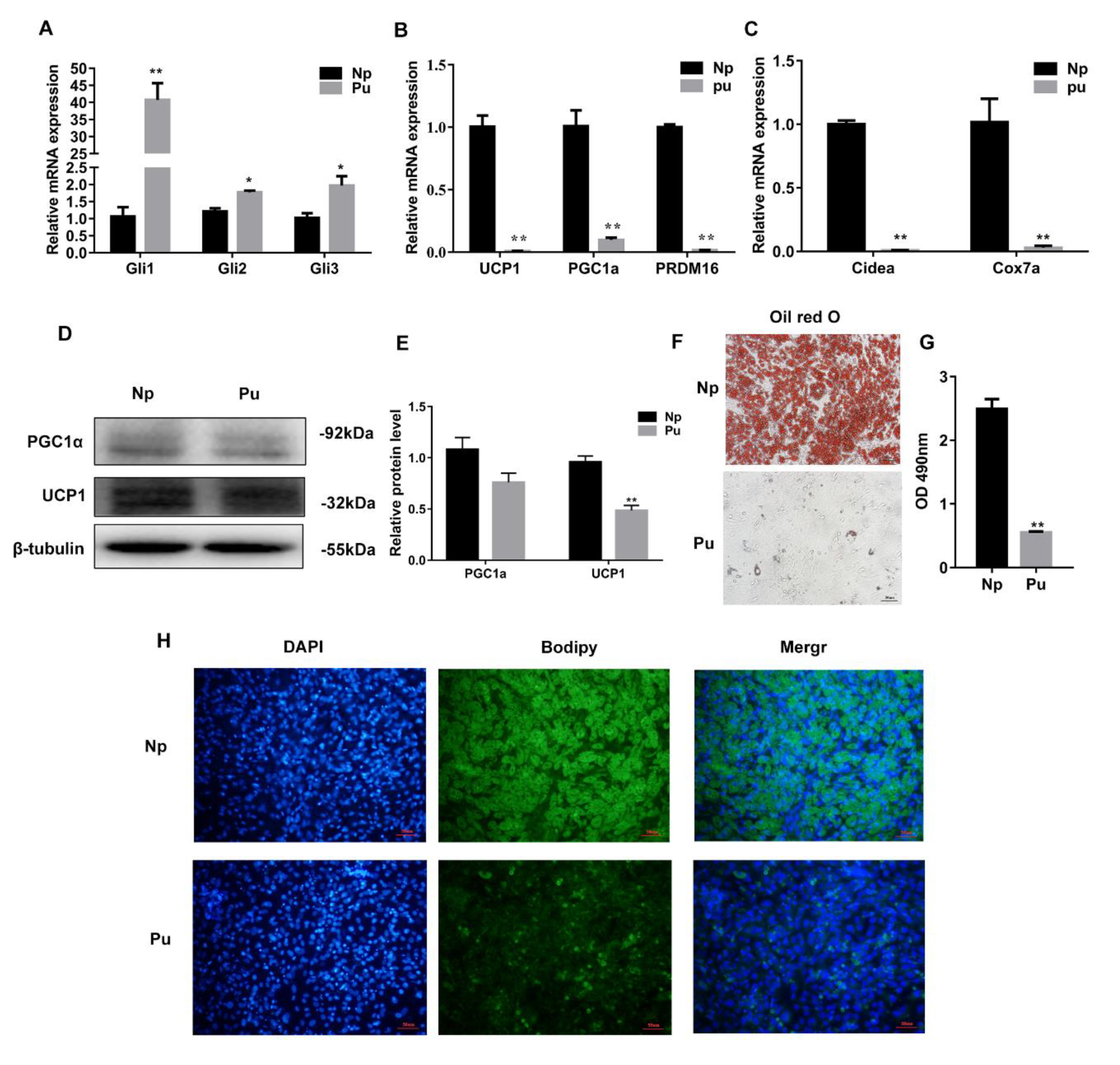 Cells 08 00372 g004