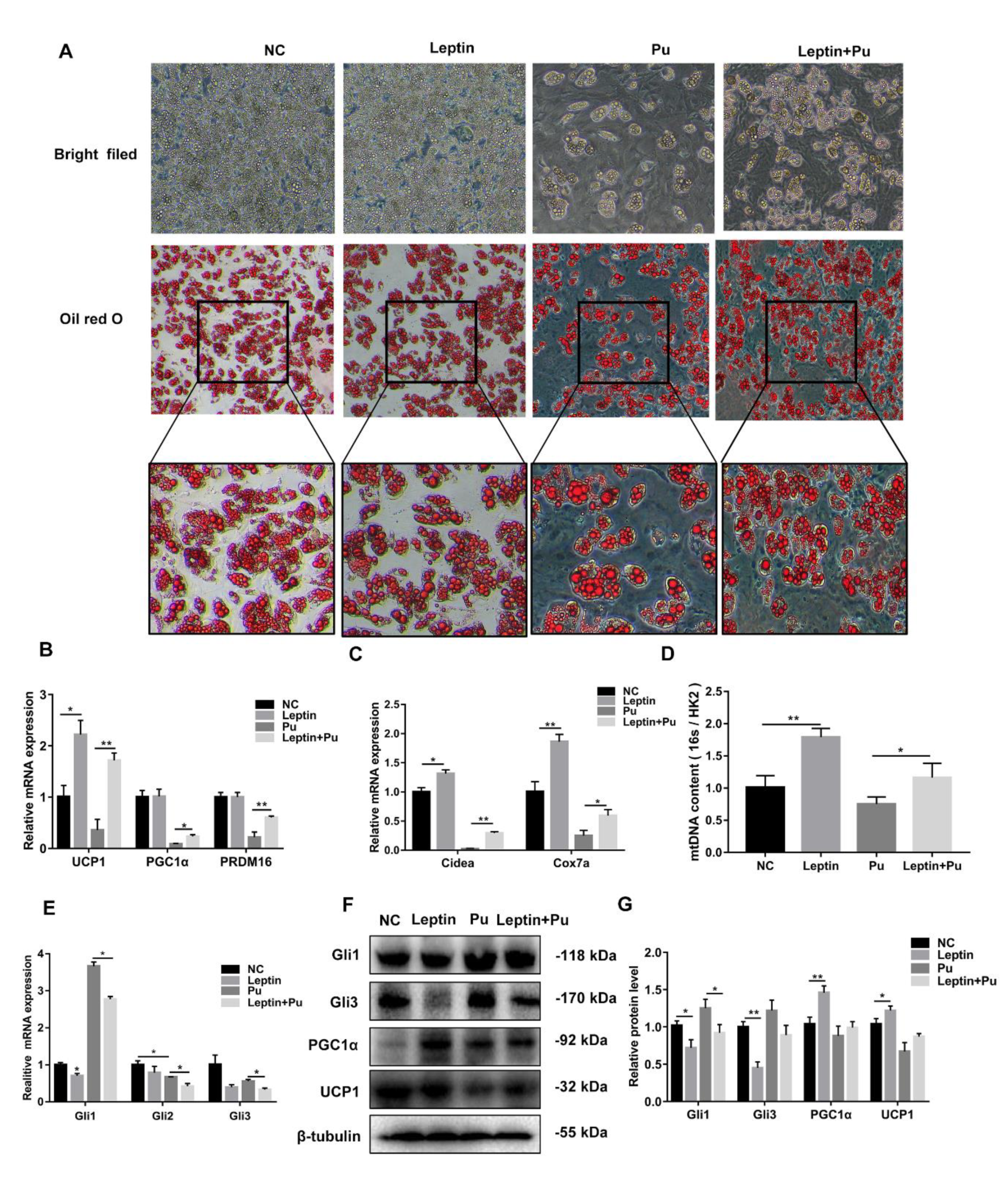 Cells 08 00372 g006
