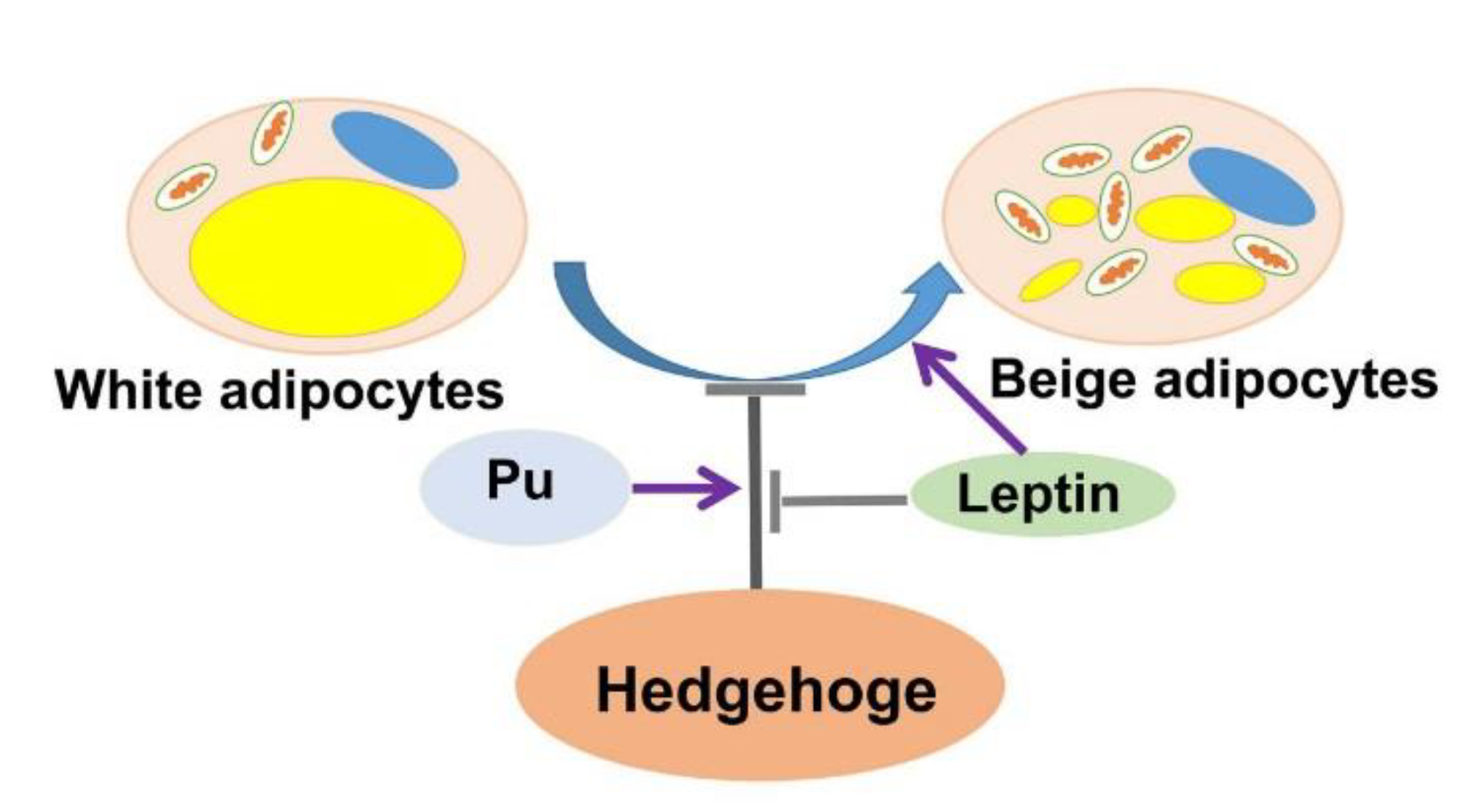 Cells 08 00372 g007