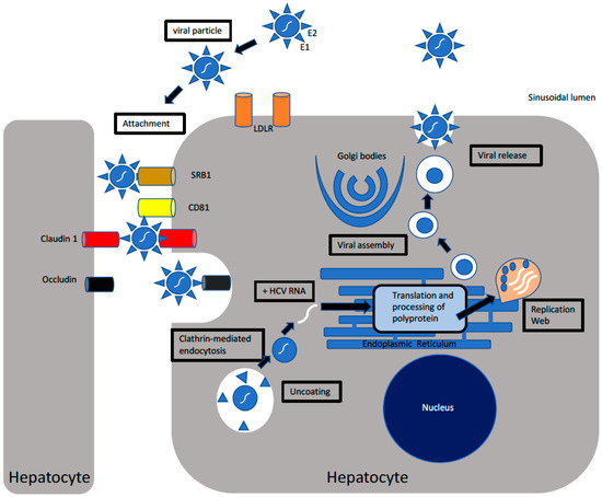 How hepatitis C virus evades the immune syste